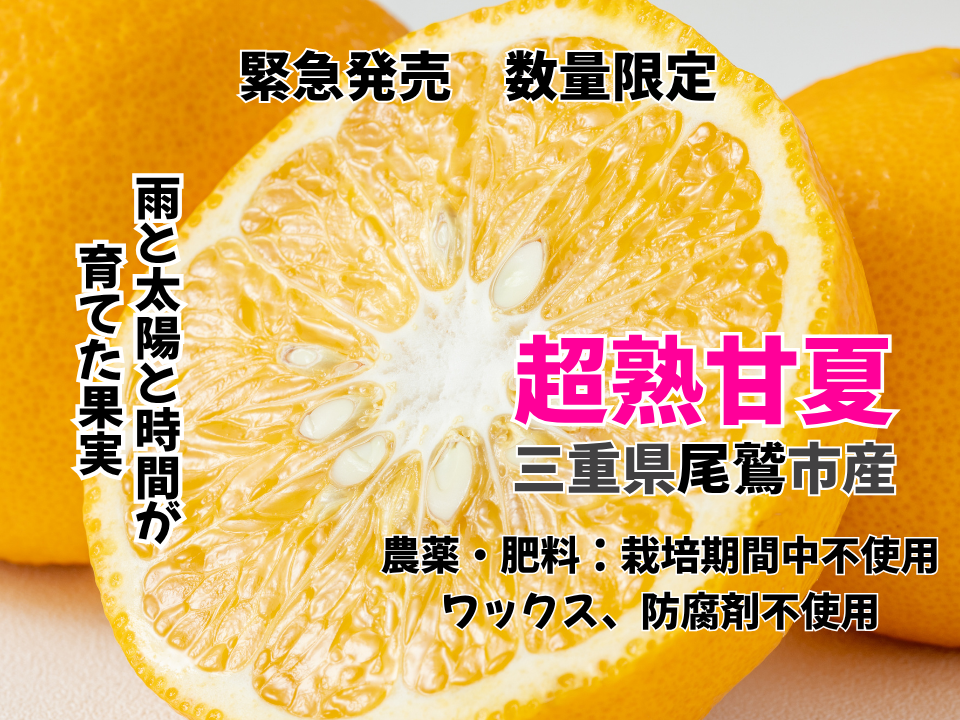 数量限定】超熟甘夏｜樹上完熟の尾鷲甘夏 5kg：三重県産のみかん