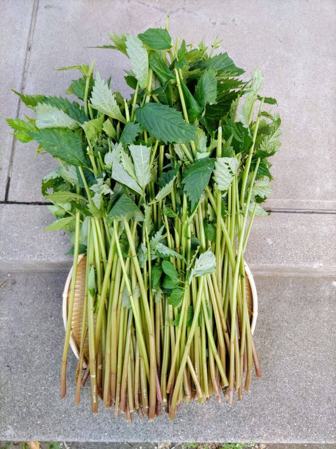 天然山菜】みず：山形県産の野菜｜食べチョク｜産地直送(産直)お