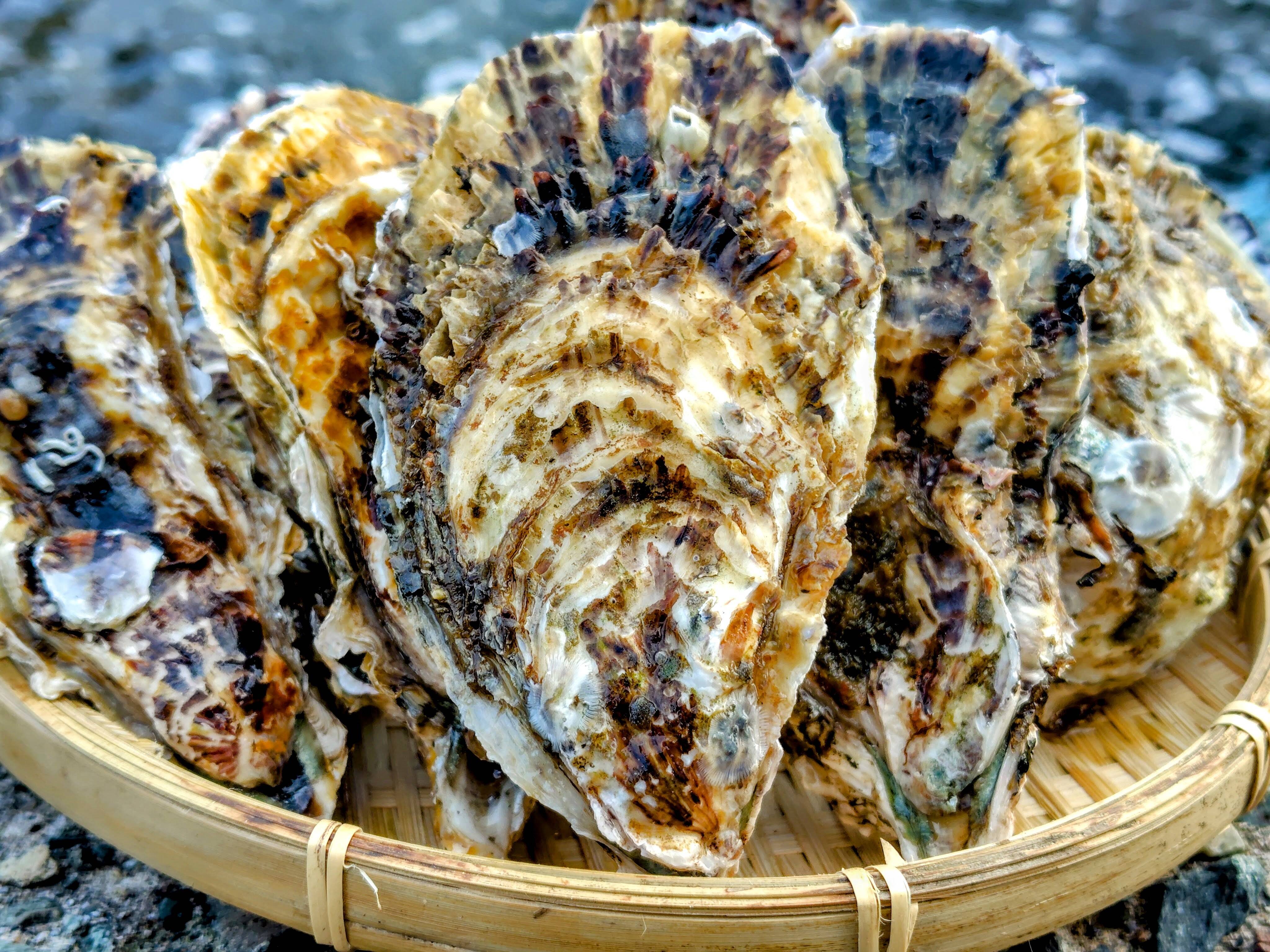 今が旬！身入り◎】京丹後・久美浜産 殻付き牡蠣［加熱用］ 4kg（40~55