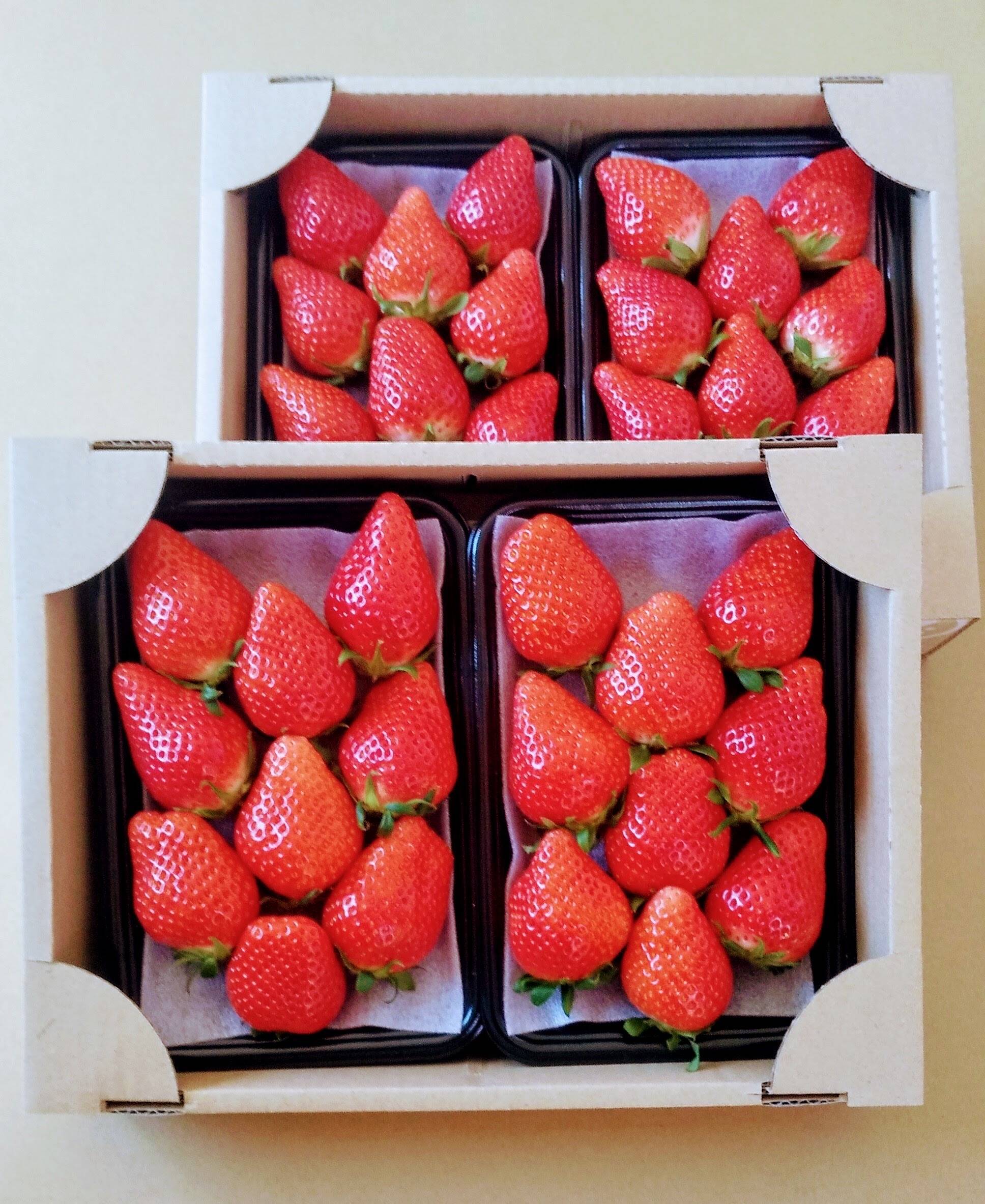 よつぼし】平詰めDX2箱4パック 採れたての新鮮ないちごお届け！低温で