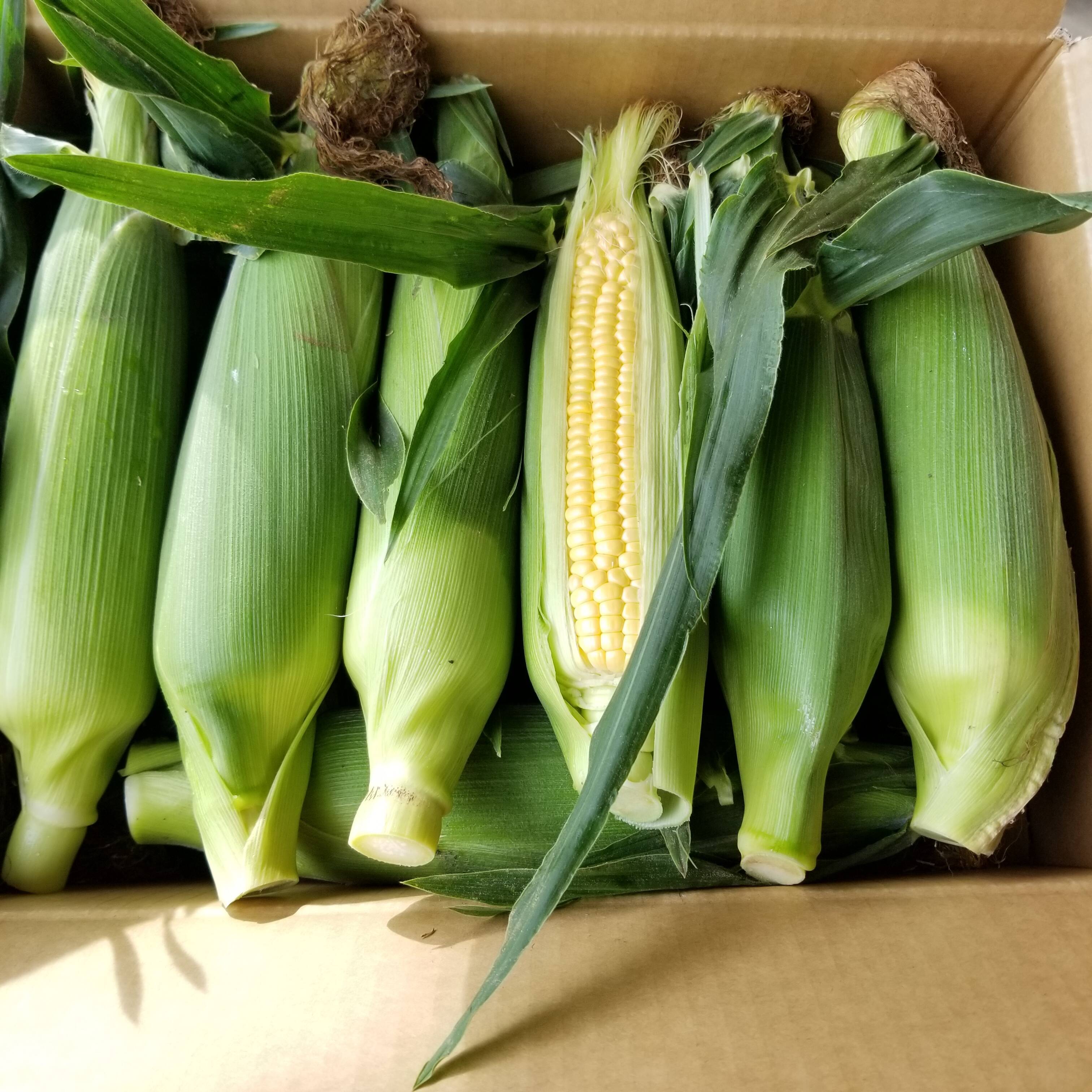 岩田青果朝採りとうもろこし🌽ゴールドラッシュ：茨城県産のゴールド