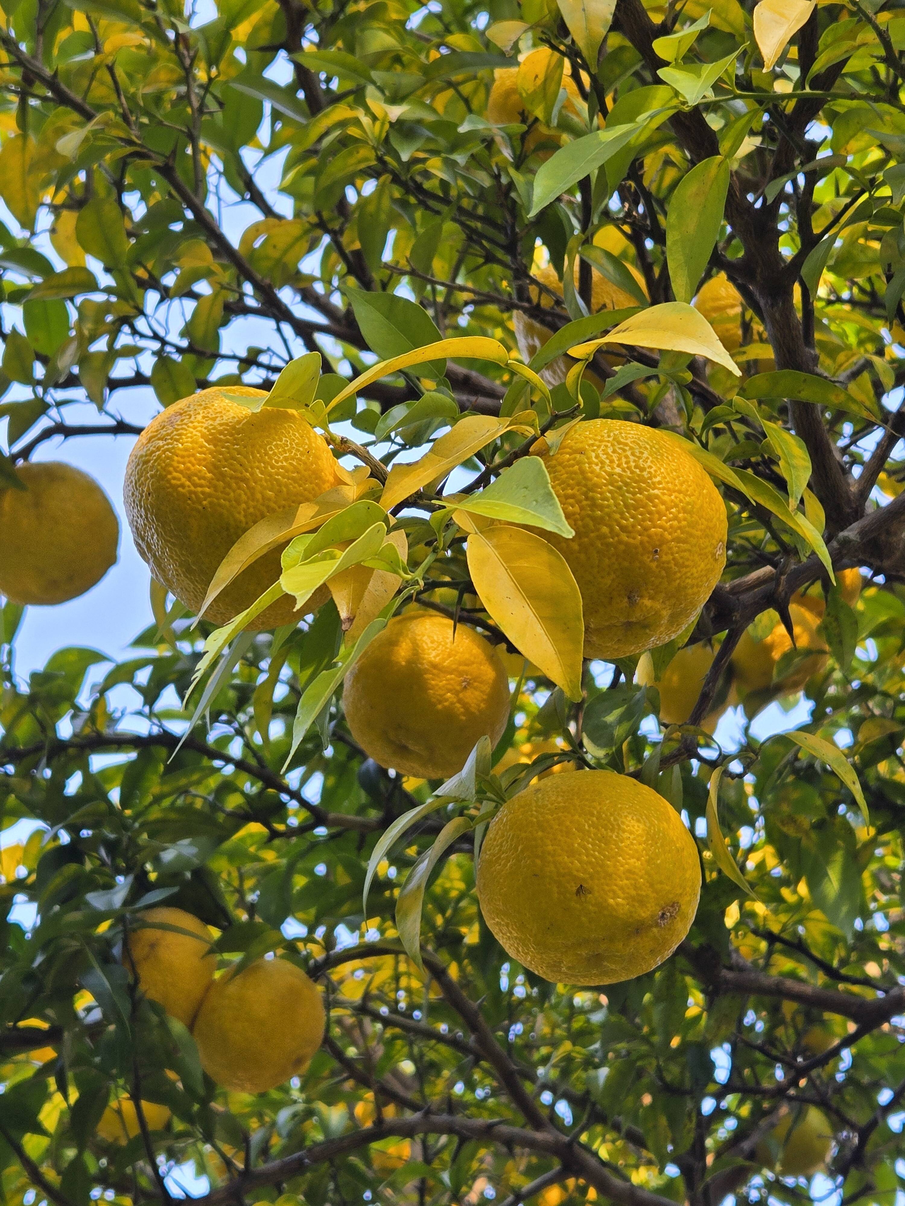 ☆完全自然栽培 実生栽培 本柚子 ゆず ホンユズ 2.5kg：香川県産の