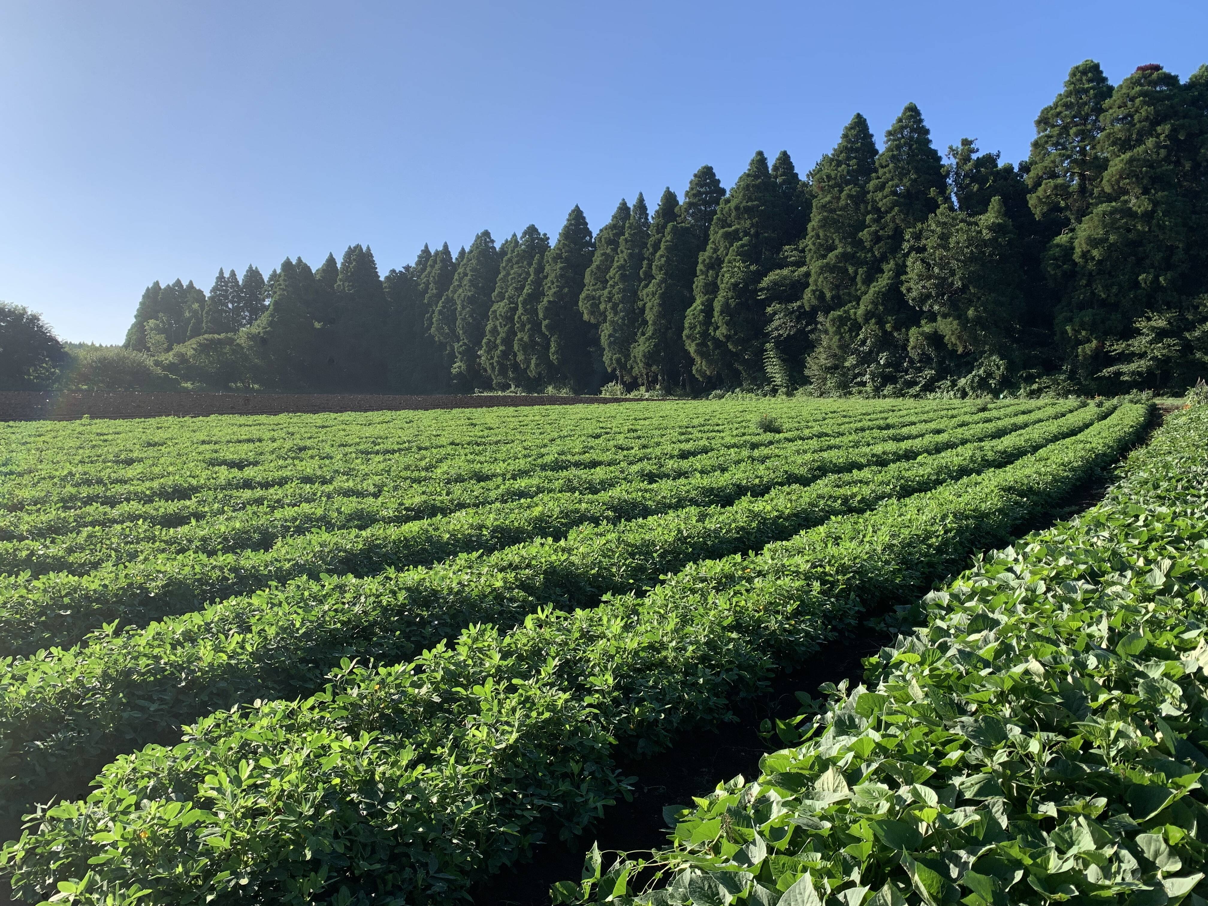 おおまさりネオ】千葉県産 生落花生！極大粒で2Kg 新豆2026年収穫