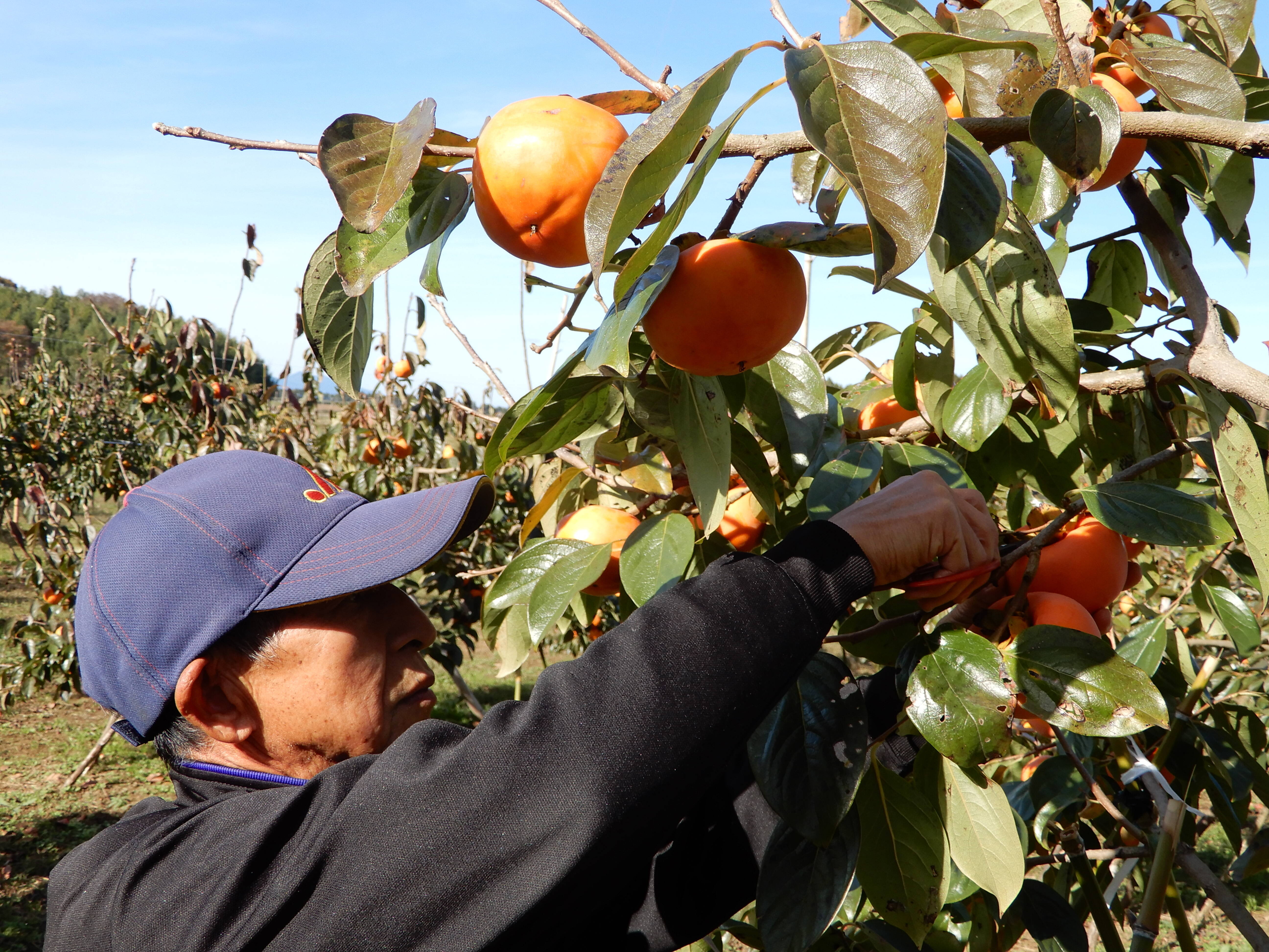 ca81606c2ada351ab96f443c8fca0f