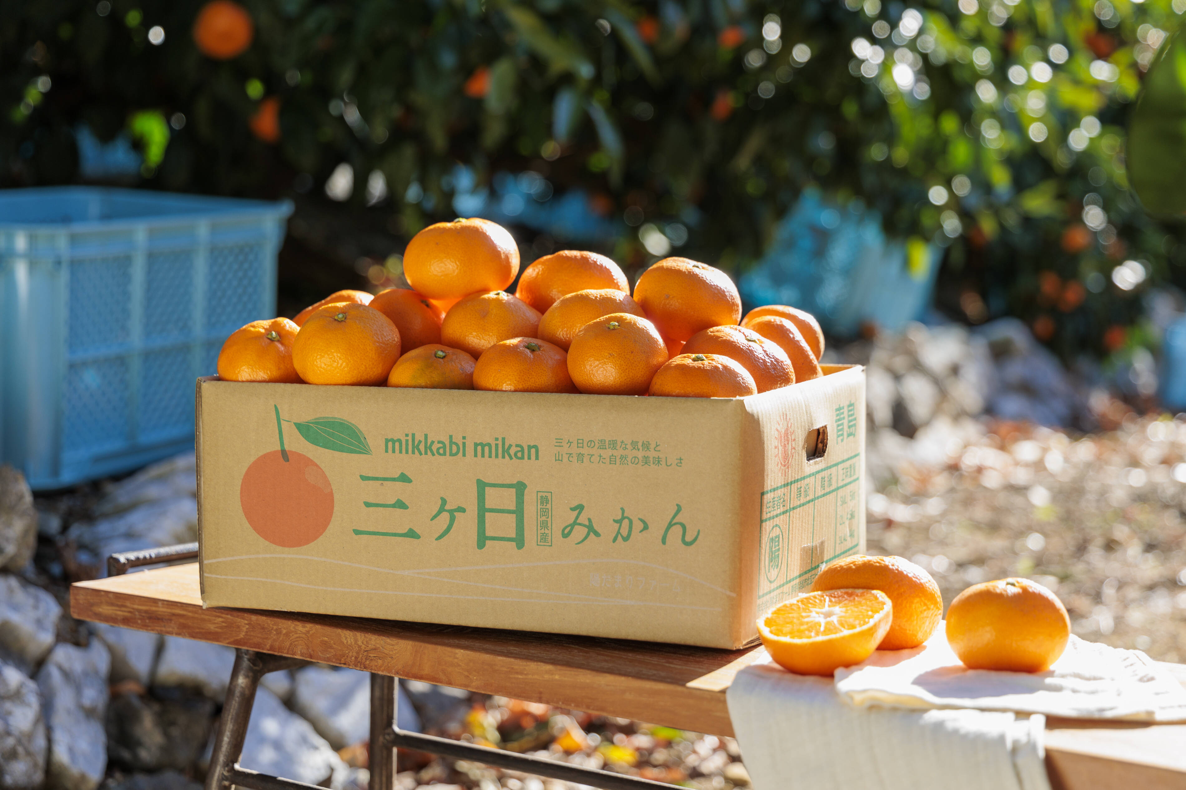 三ヶ日みかん 良品 外観不良あり【約５㎏】青島みかん サイズ混合 コク