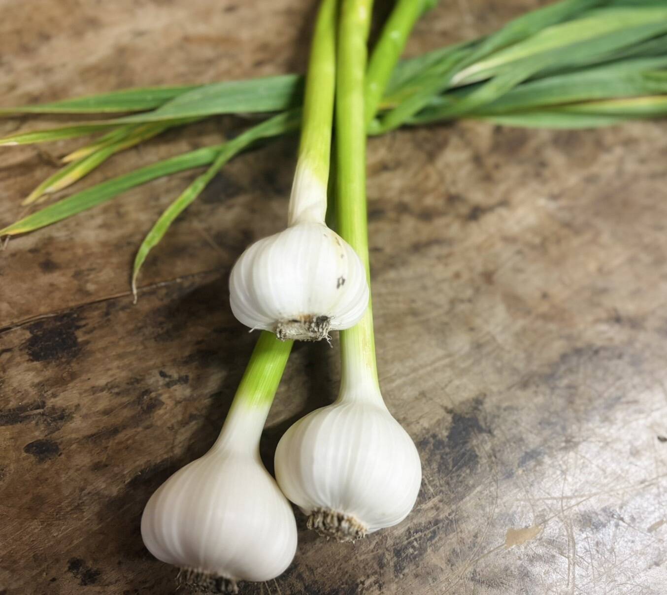 京都府産　無農薬　生にんにく　新にんにく　4kg 京都府産 無農薬 新にんにく 生にんにく 紫にんにく 4kg｜Yahoo
