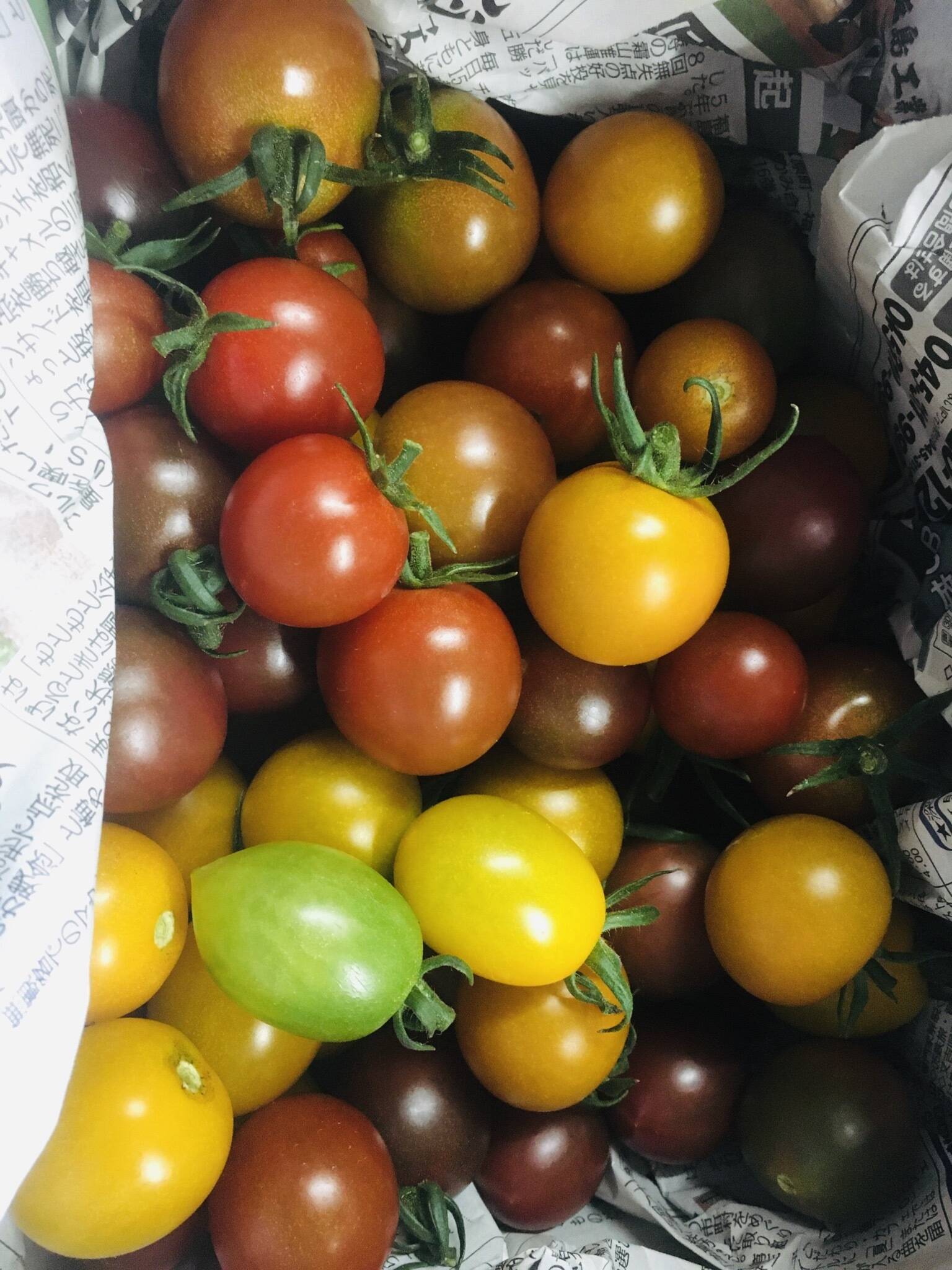 数量限定 完熟カラフルミニトマト詰め合わせ 1kg 福島県産 食べチョク 農家 漁師の産直ネット通販 旬の食材を生産者直送