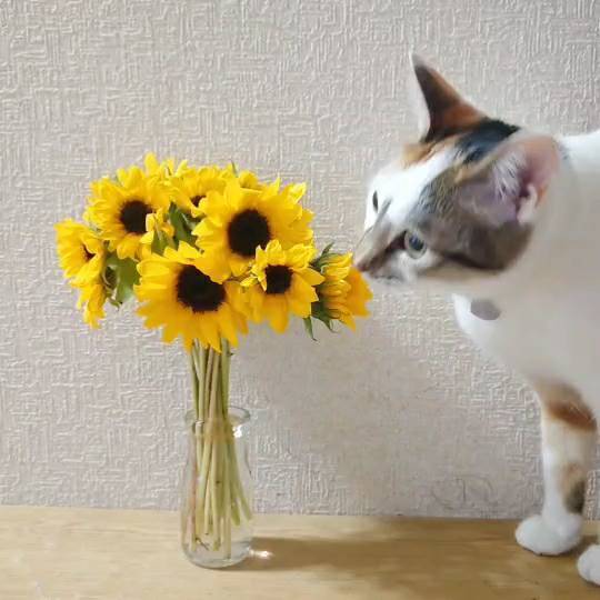 ミニひまわり 生花 70cm サマーギフト お中元