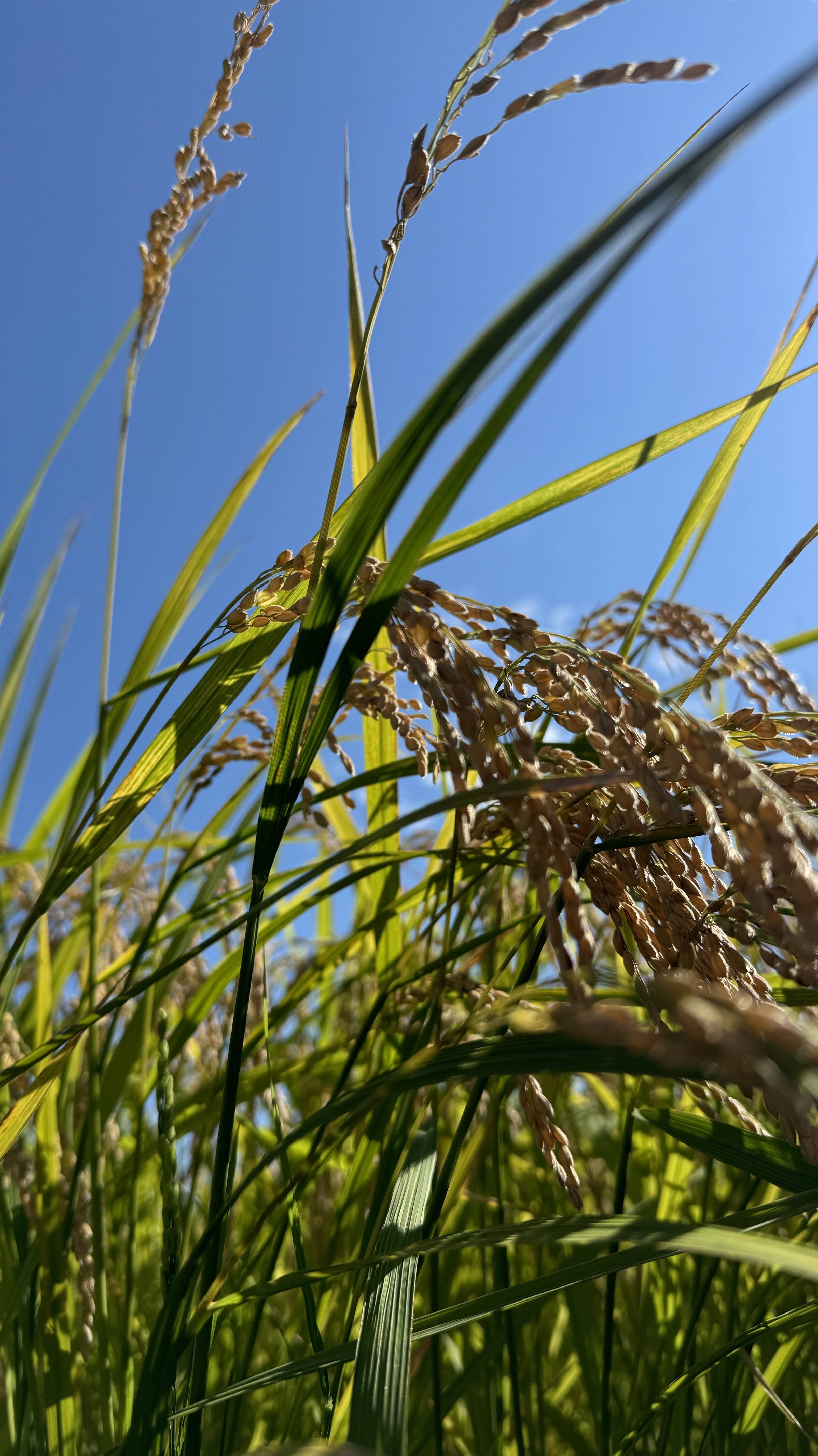 限定‼️コシヒカリ10Kg緊急放出⭐️令和5年度栃木県産:栃木県産 限定‼️コシヒカリ10Kg緊急放出⭐️令和5年度栃木県産:栃木県産