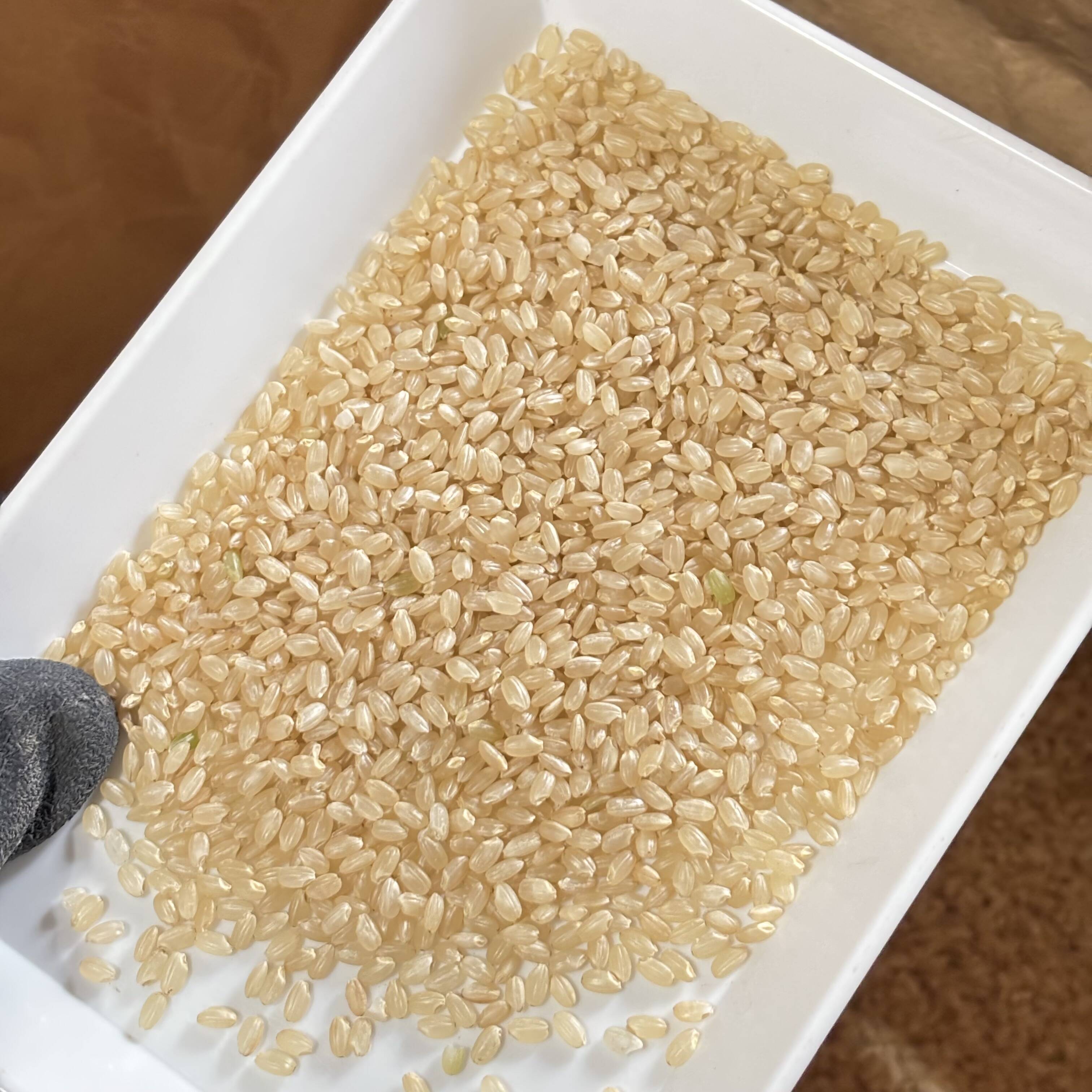 1等米あきたこまち玄米15kg 楽天市場】玄米 あきたこまち 1.7kg 無洗米 秋田県産 栄養機能