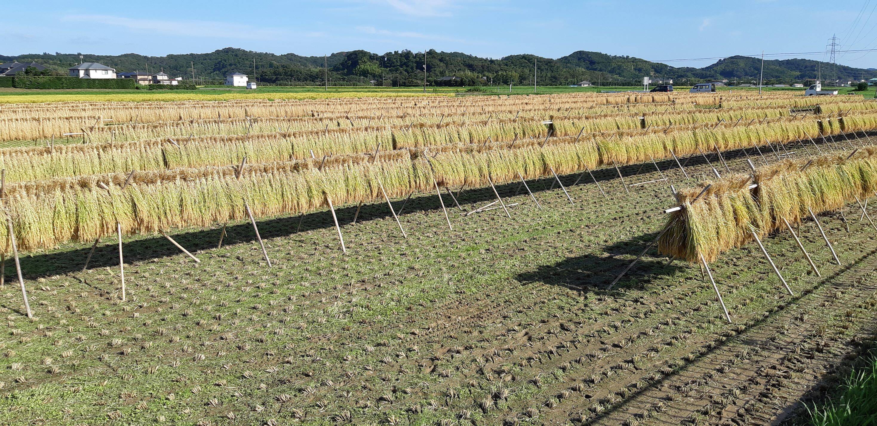 たろうのひとめぼれ 低農薬米で天日干し-