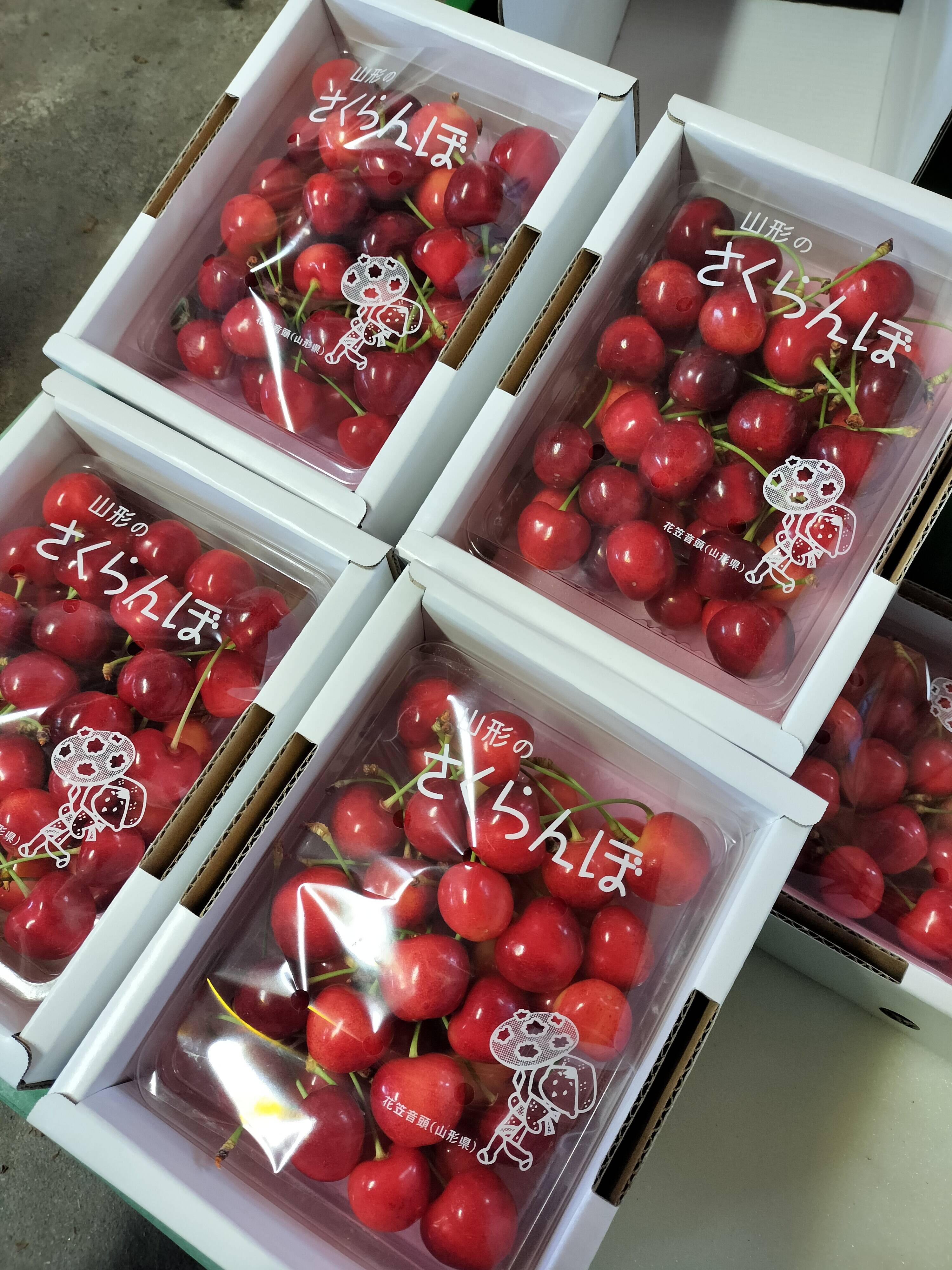 紅志野・林亮次作・桜菓子鉢・未使用品