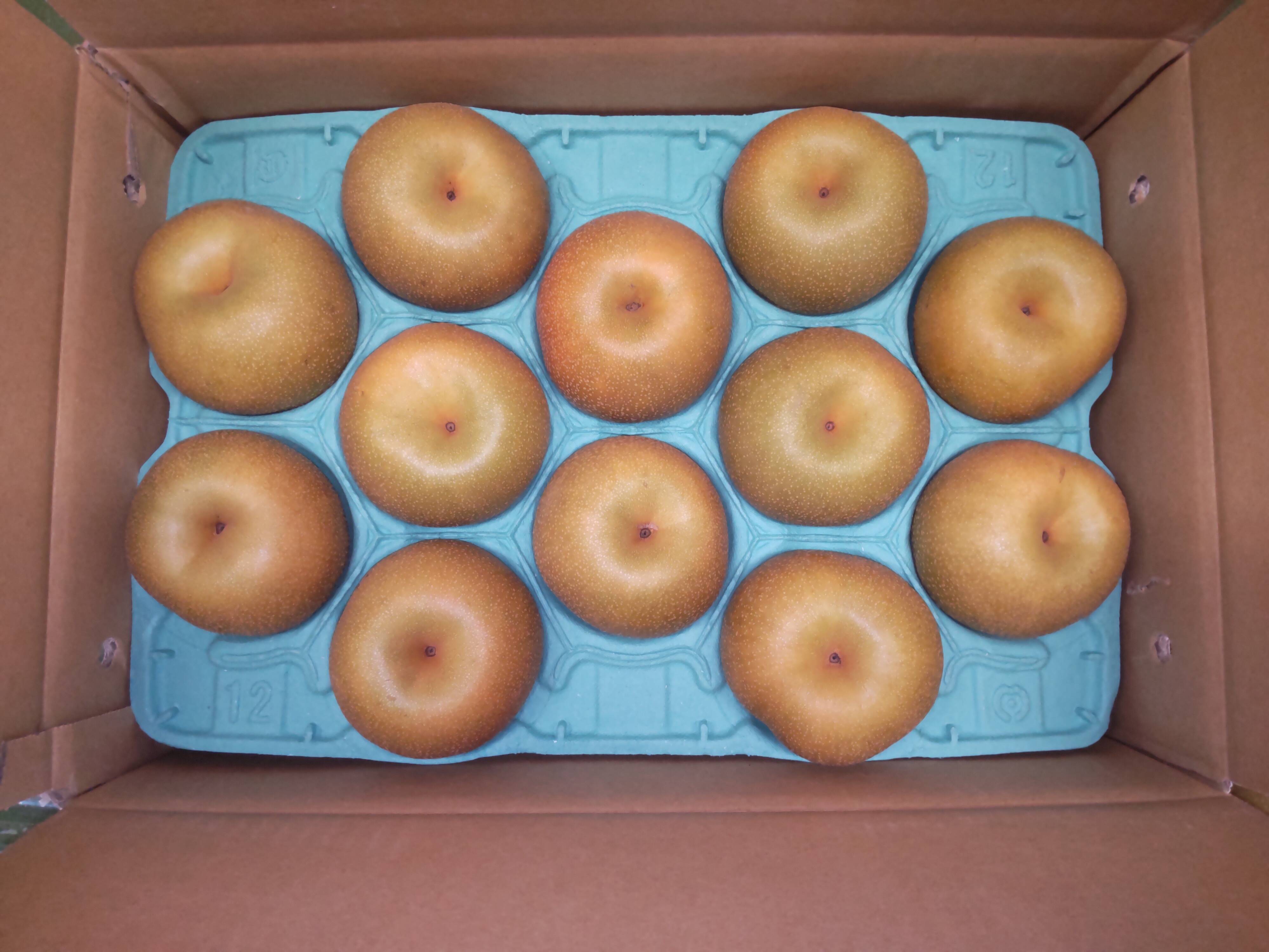 4Lサイズ】幸水 5kg (12玉入)贈答用にも◎：千葉県産の幸水｜食べ