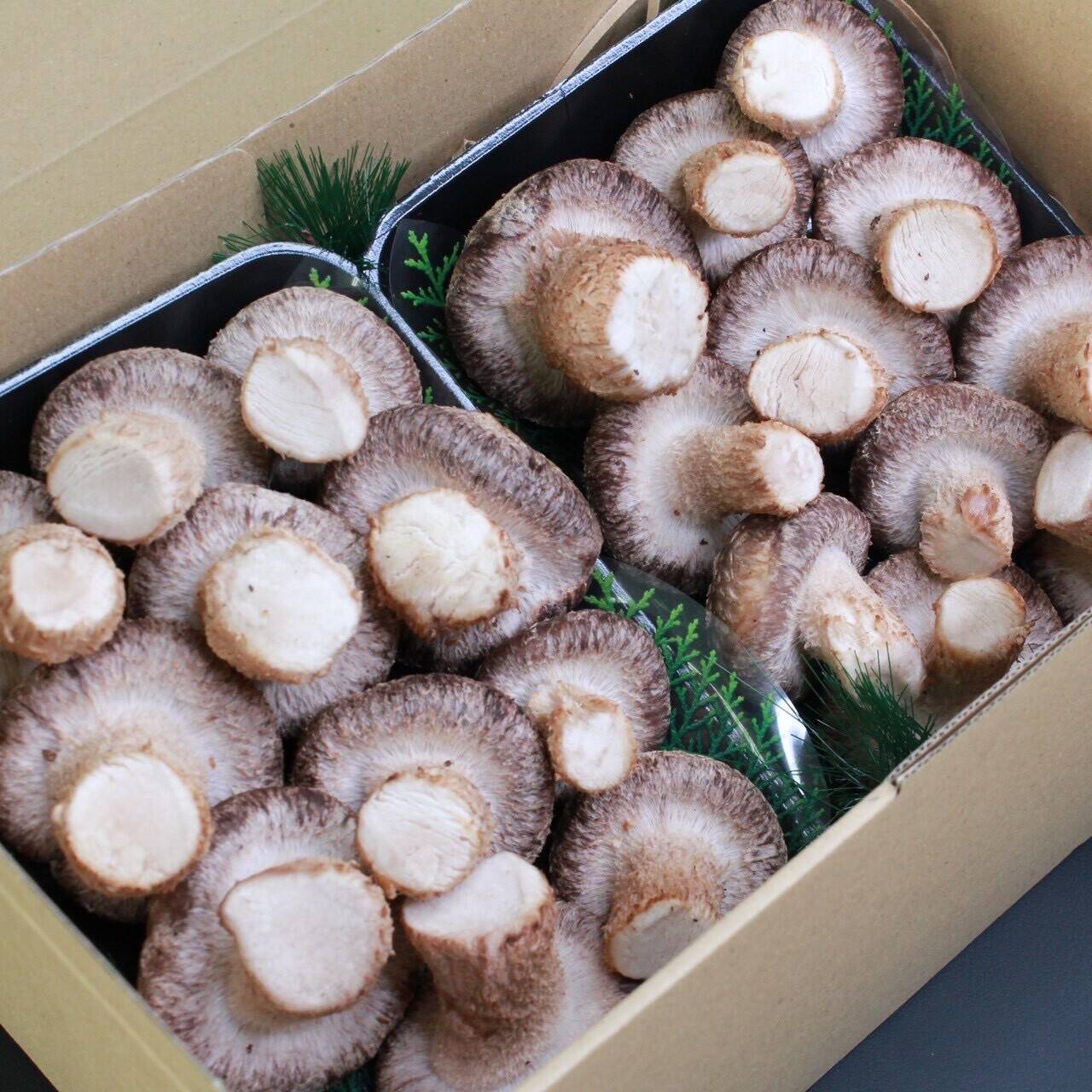 夏ギフト】特別セット！東京福しいたけギフト用（300g×2パック＋