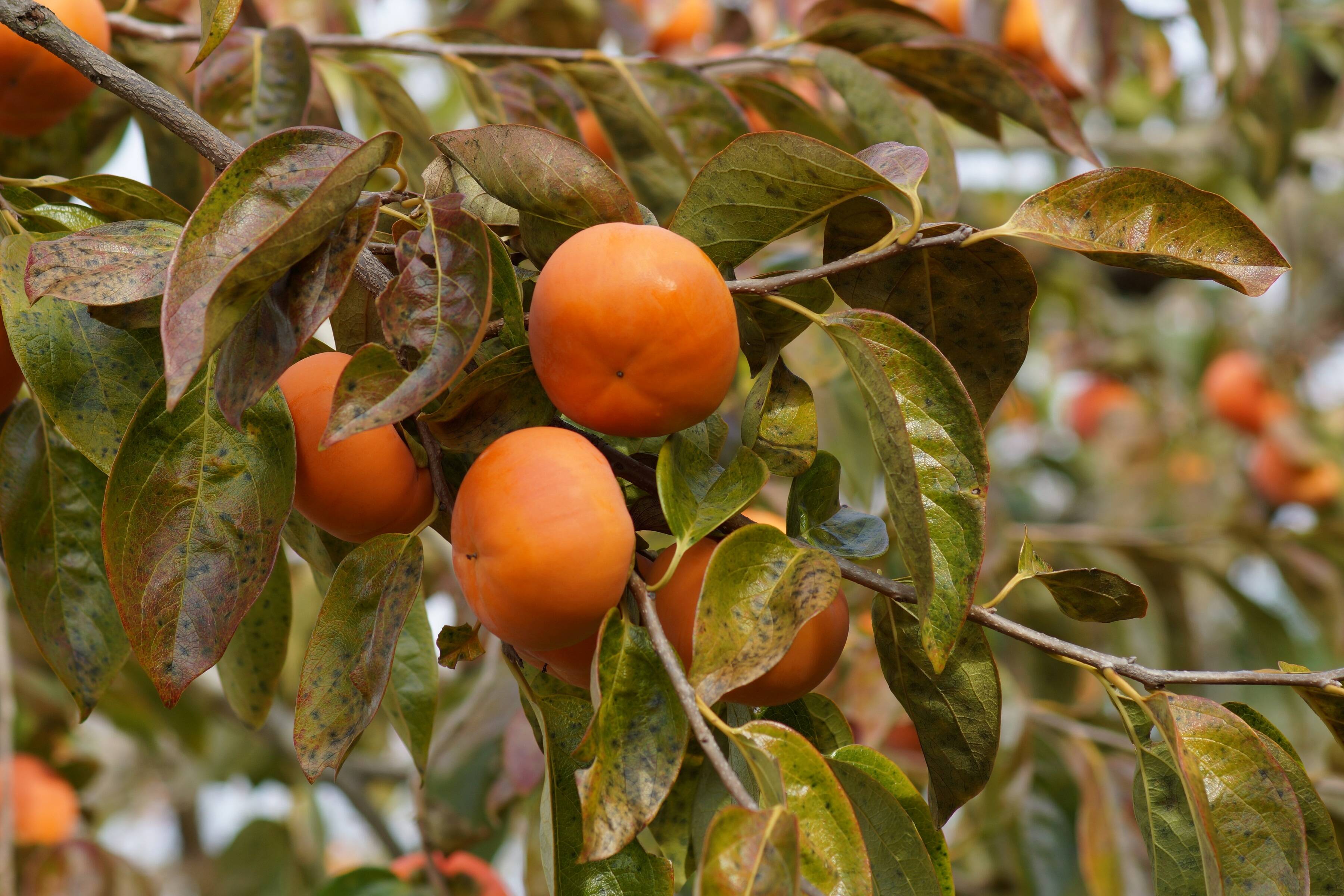 hikomaru様専用 贈ってもらえると嬉しい 和歌山晩秋の味覚 富有柿 贈答
