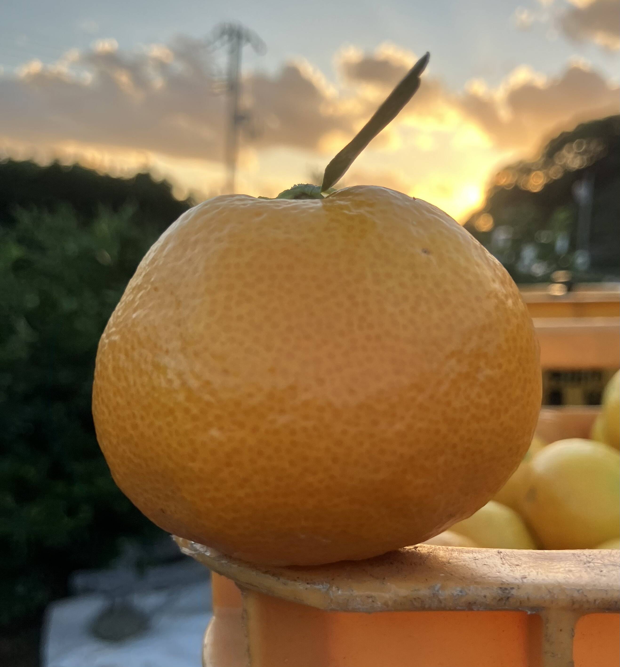 みかん ≪島そだち≫ 山口大島みかん「大津4号」約5kg ～みかんの島からお