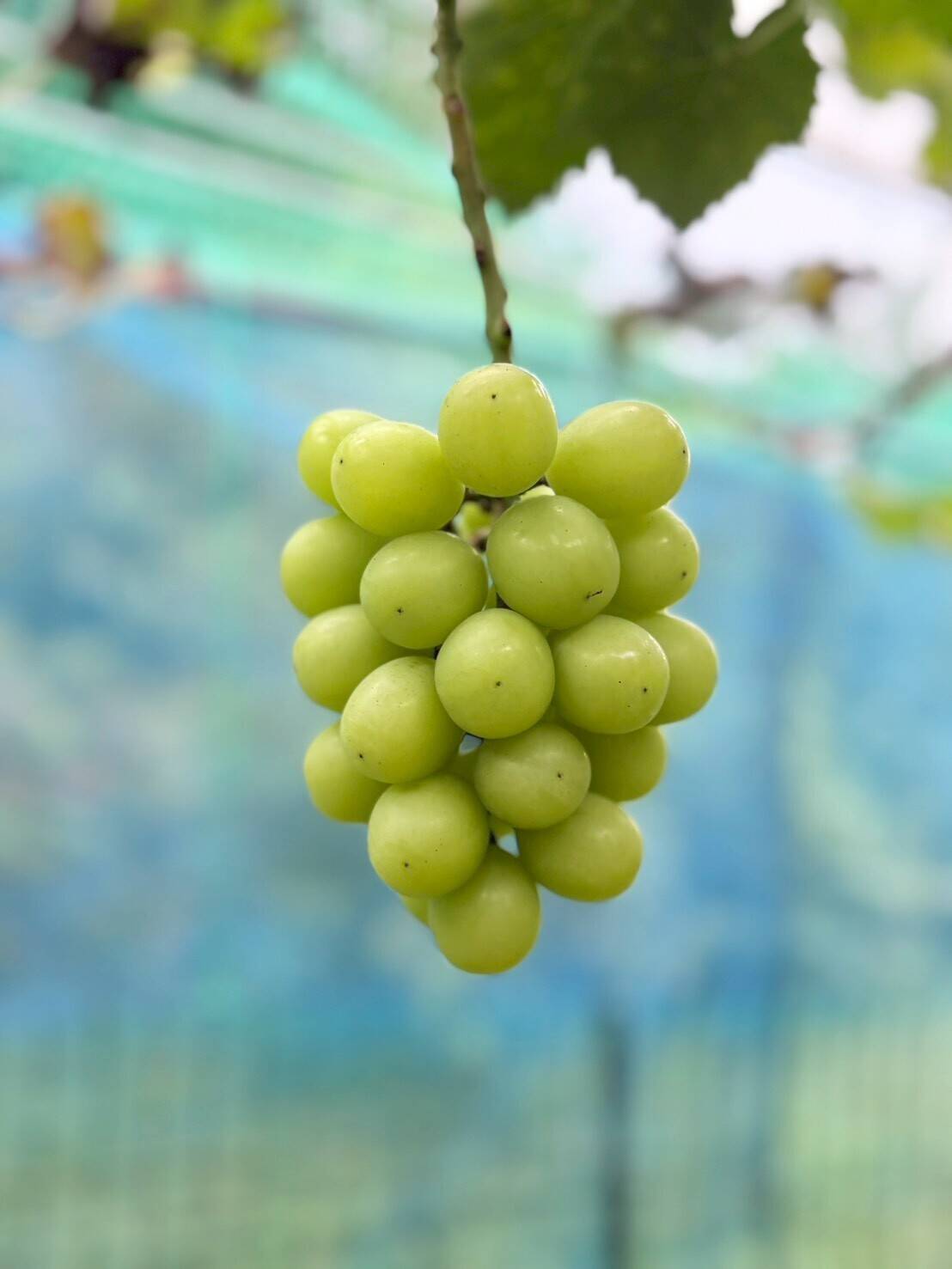 太陽の光をたっぷり浴びた！岡山県産『ゴールデンシャインマスカット
