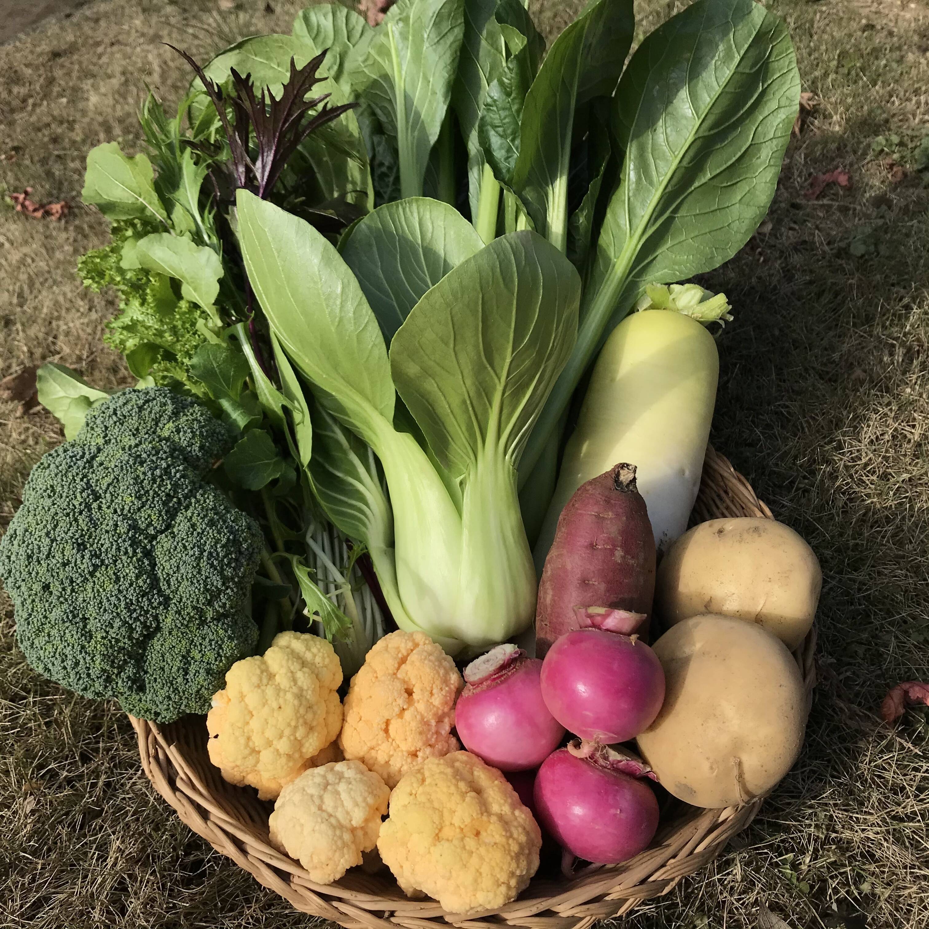 Sサイズ 旬野菜セット 約6 7品 農薬 栽培期間中不使用 千葉県産 食べチョク 農家 漁師の産直ネット通販 旬の食材を生産者直送