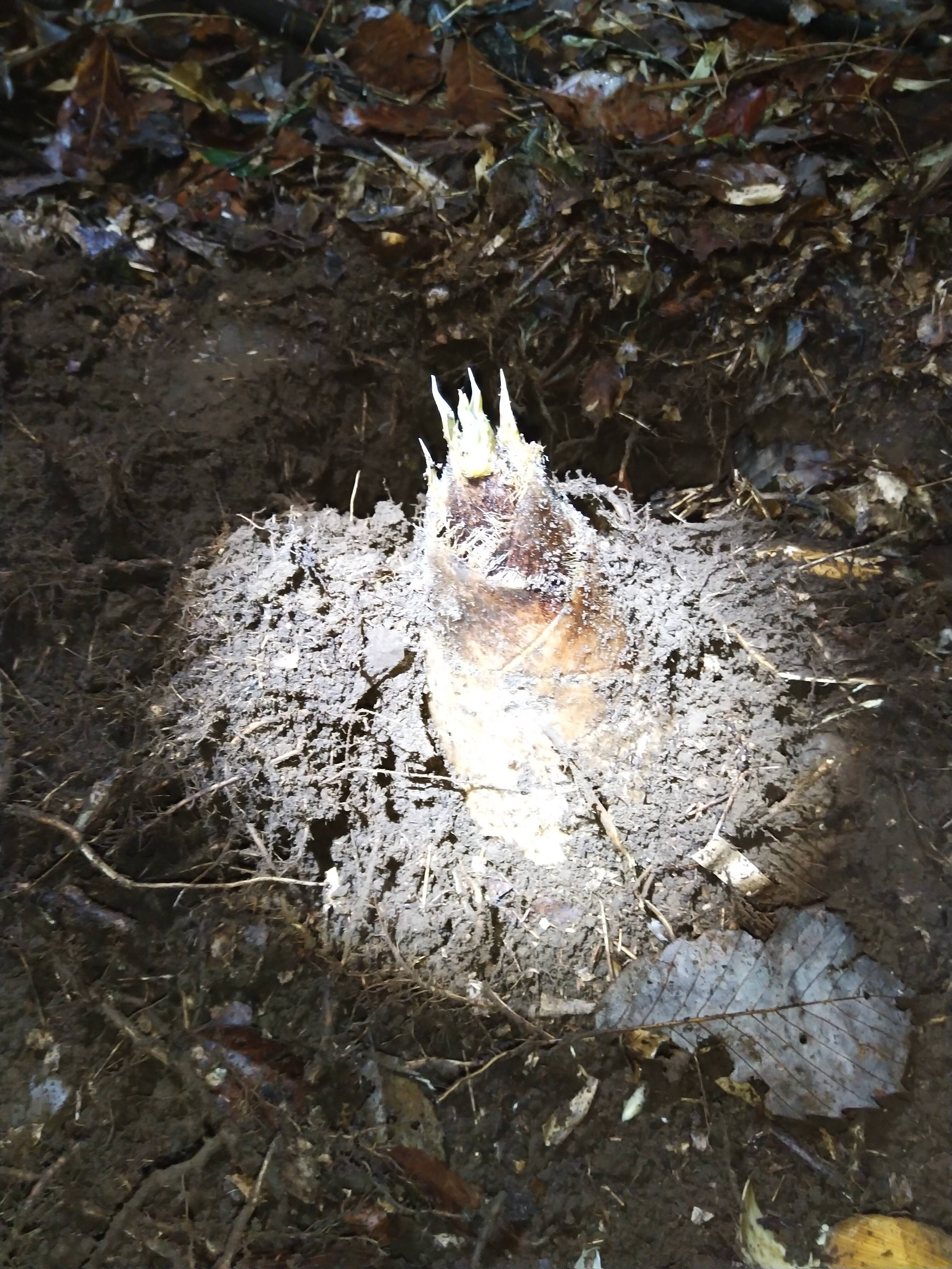 5 収穫日即発送 東京都八王子産 たけのこ 5kg程 米ぬか付：東京都産の