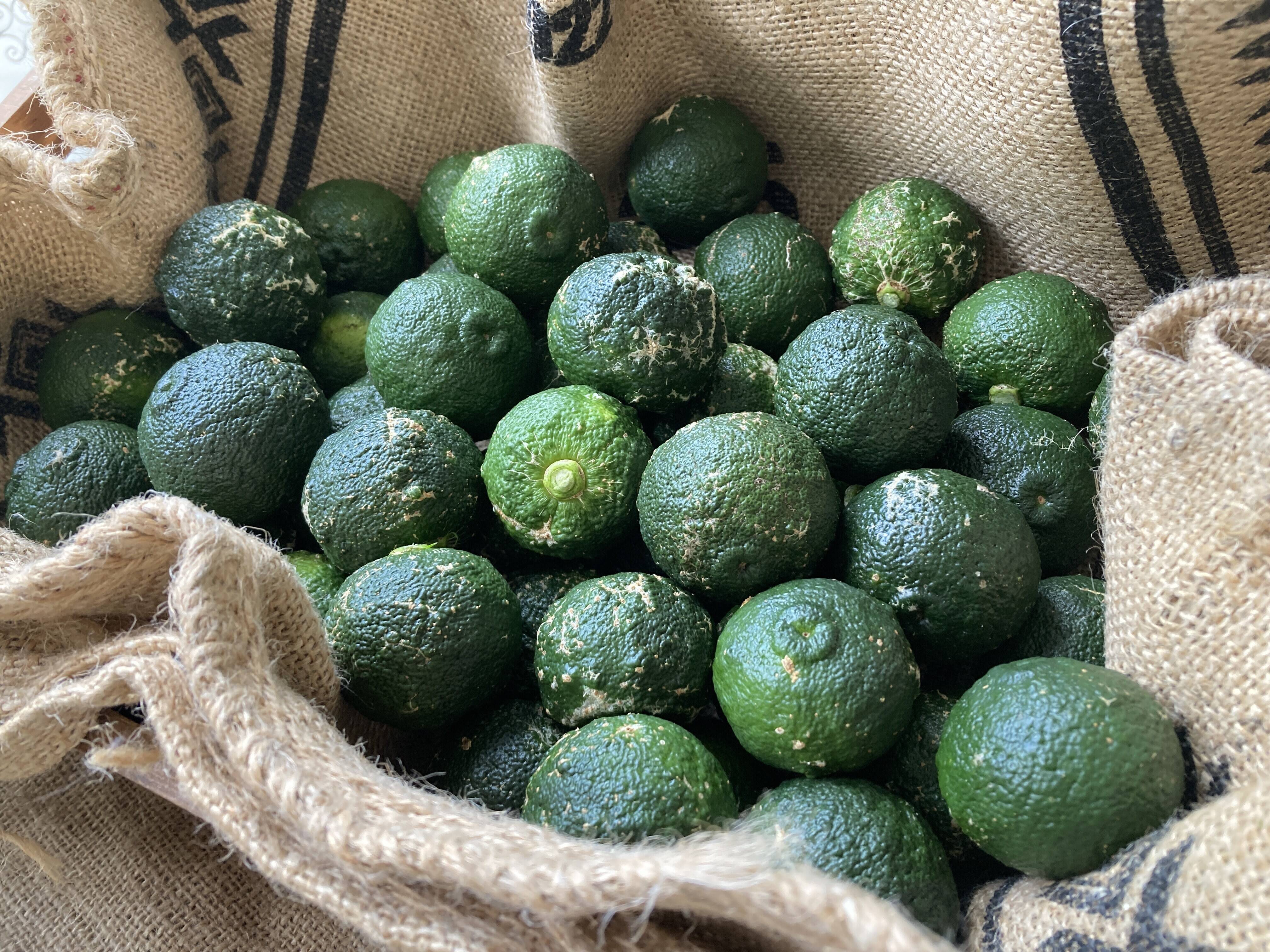 高知県産】青ゆず5㎏ 【受注収穫】＃栽培期間中農薬・化学肥料不使用