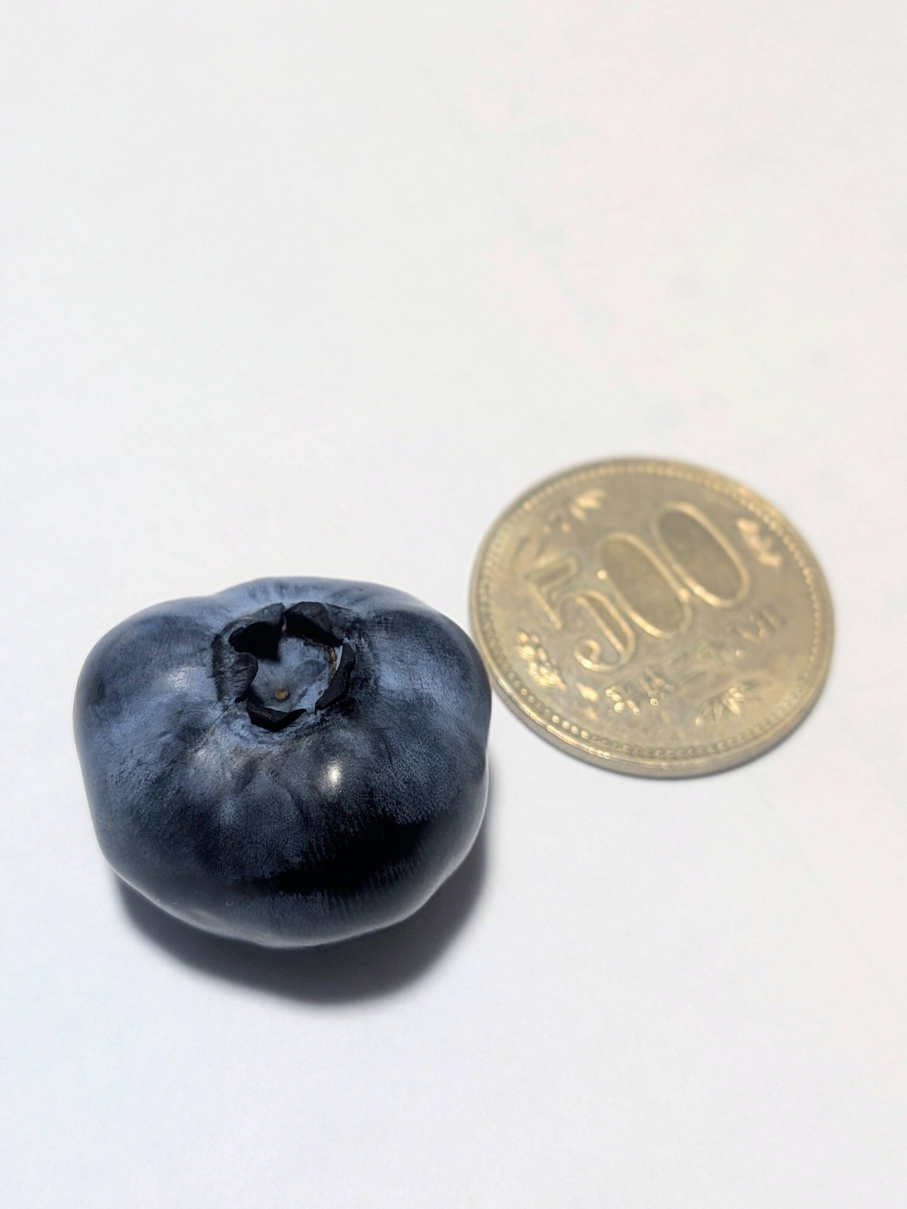 北海道産 ブルーベリー 1kg 北海道産】樹上完熟ブルーベリー1kg【2026年収穫】：北海道産の