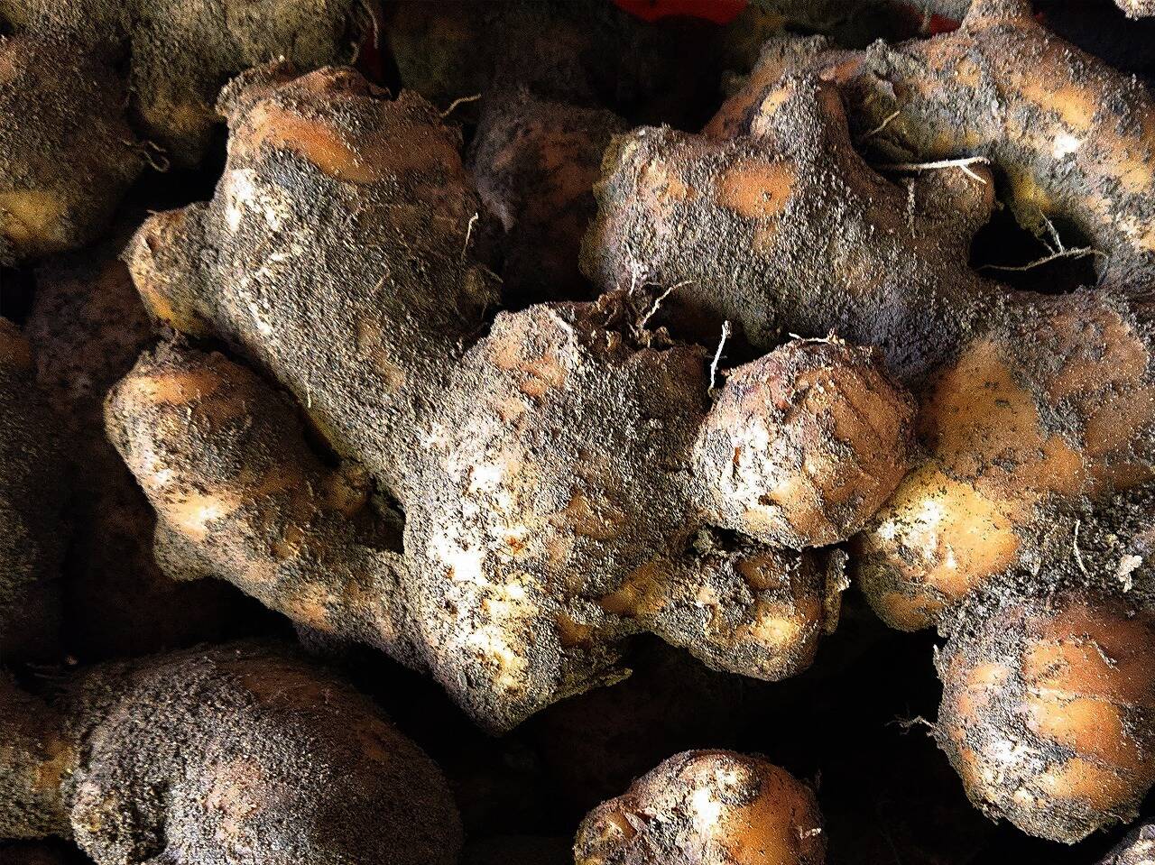 パンチのきいた辛さ！大きめサイズの親生姜1キロ：高知県産のその他