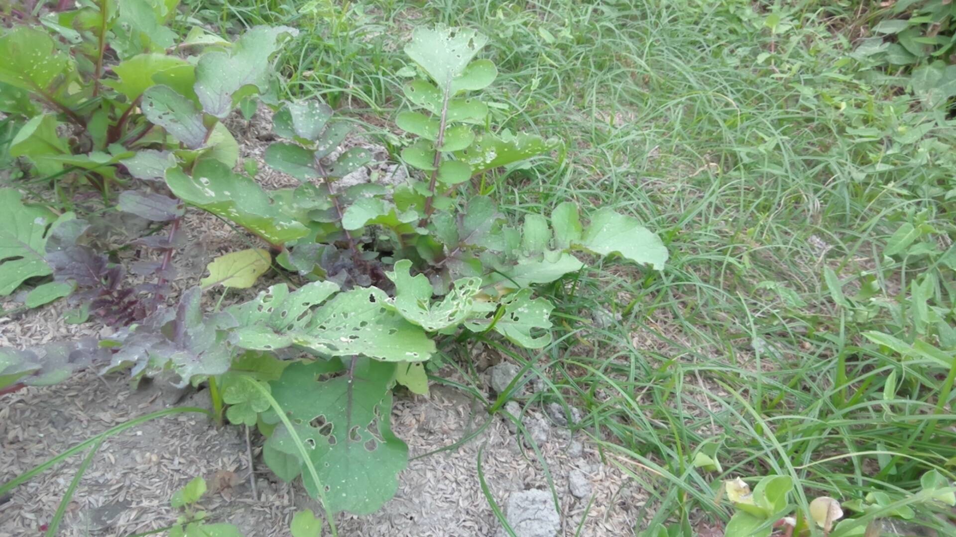 無肥料・無農薬栽培 大根の成長 家庭菜園｜食べチョク｜産地直送(産直)お取り寄せ通販 - 農家・漁師から旬の食材を直送