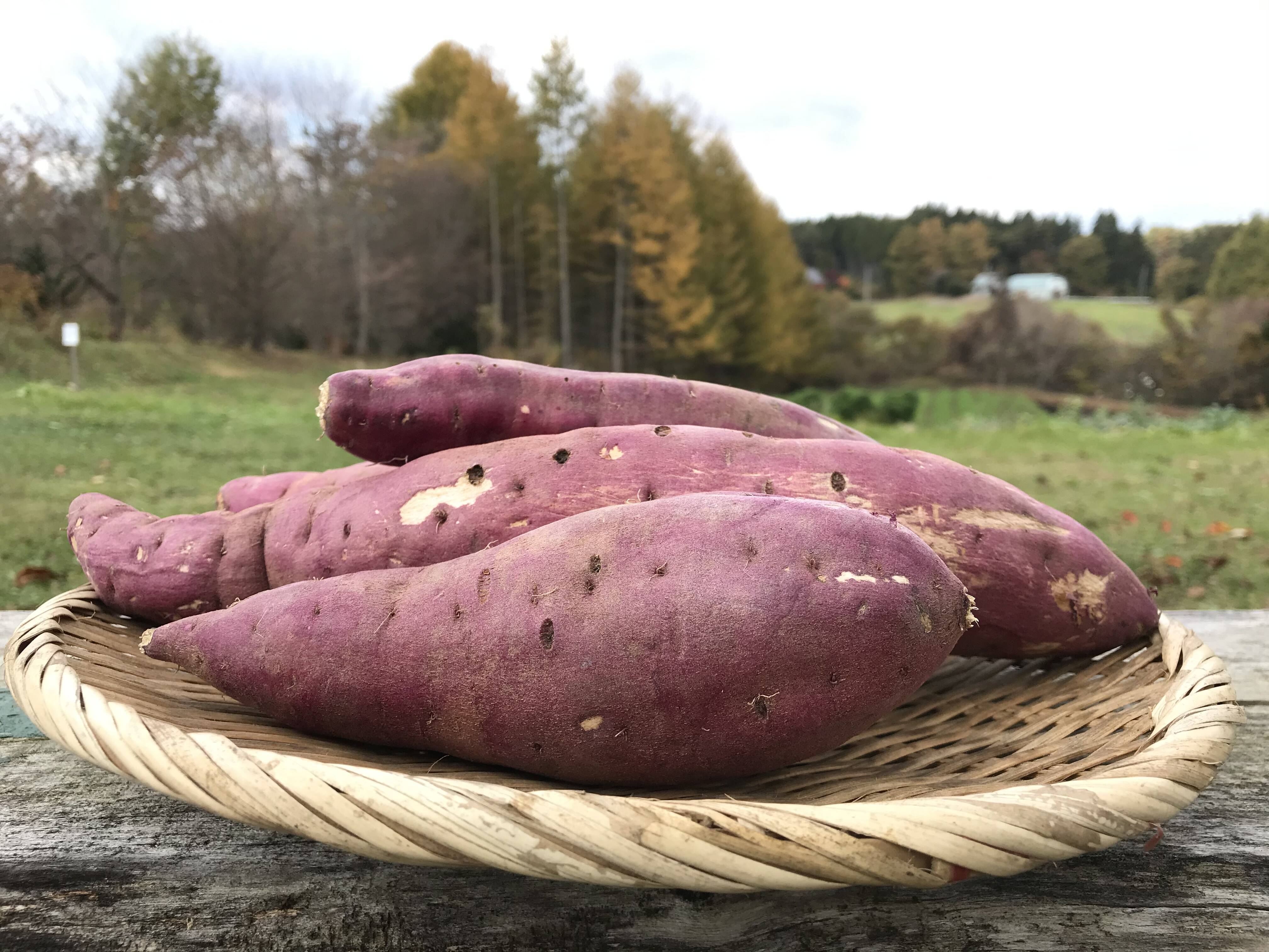 無農薬さつまいも☆紅はるか特大サイズ 箱込み20キロ 愛知県産 無農薬 - www.csmlc.cl 無農薬さつまいも☆紅はるか特大サイズ 箱込み20キロ 愛知県産 無農薬 - www.csmlc.cl