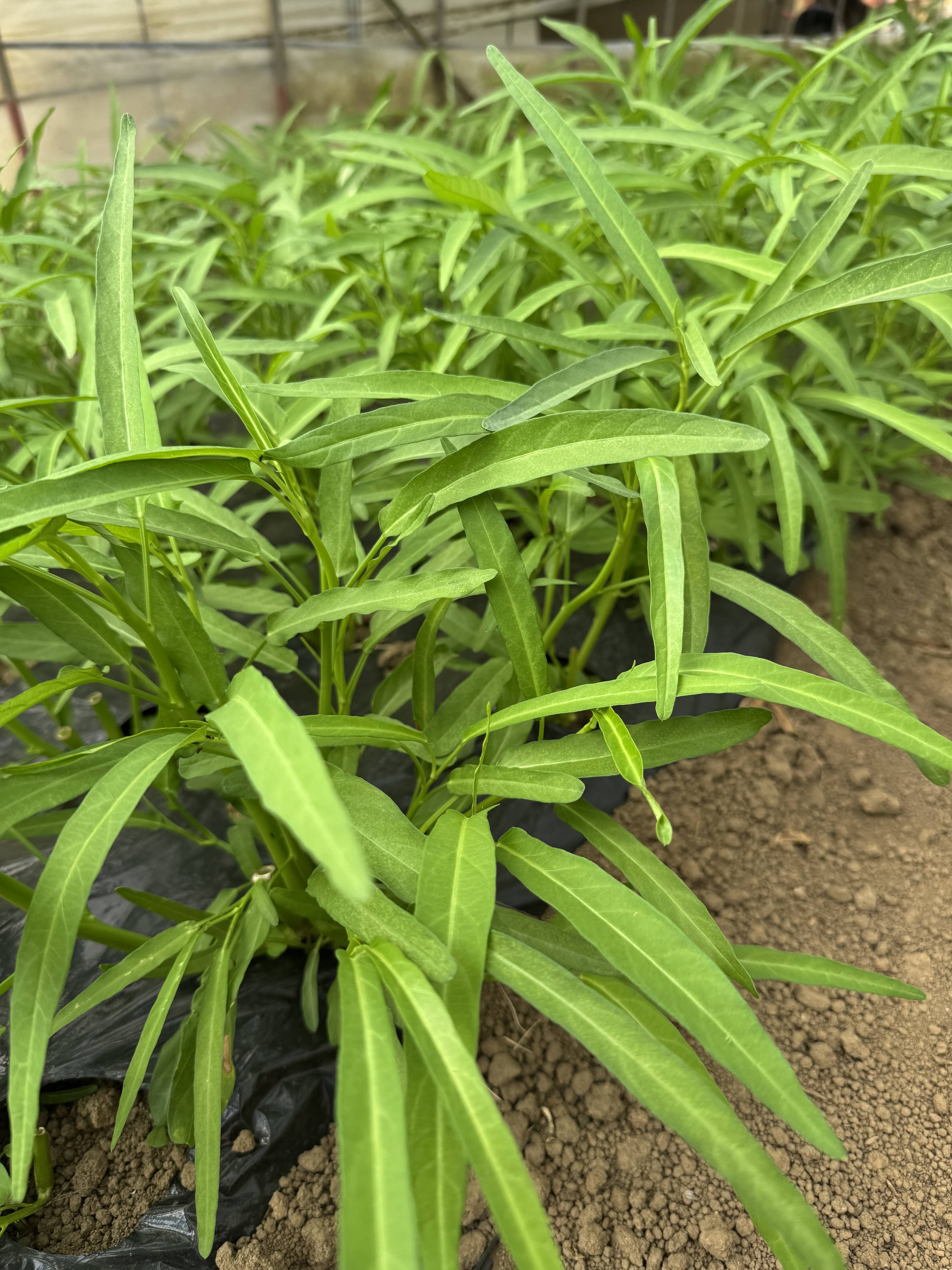 今が旬!!シャキシャキ空心菜【JIYURI エンサイ】1kg:茨城県産のその他葉物野菜|食べチョク|産地直送(産直)お取り寄せ通販 - 農家 ...