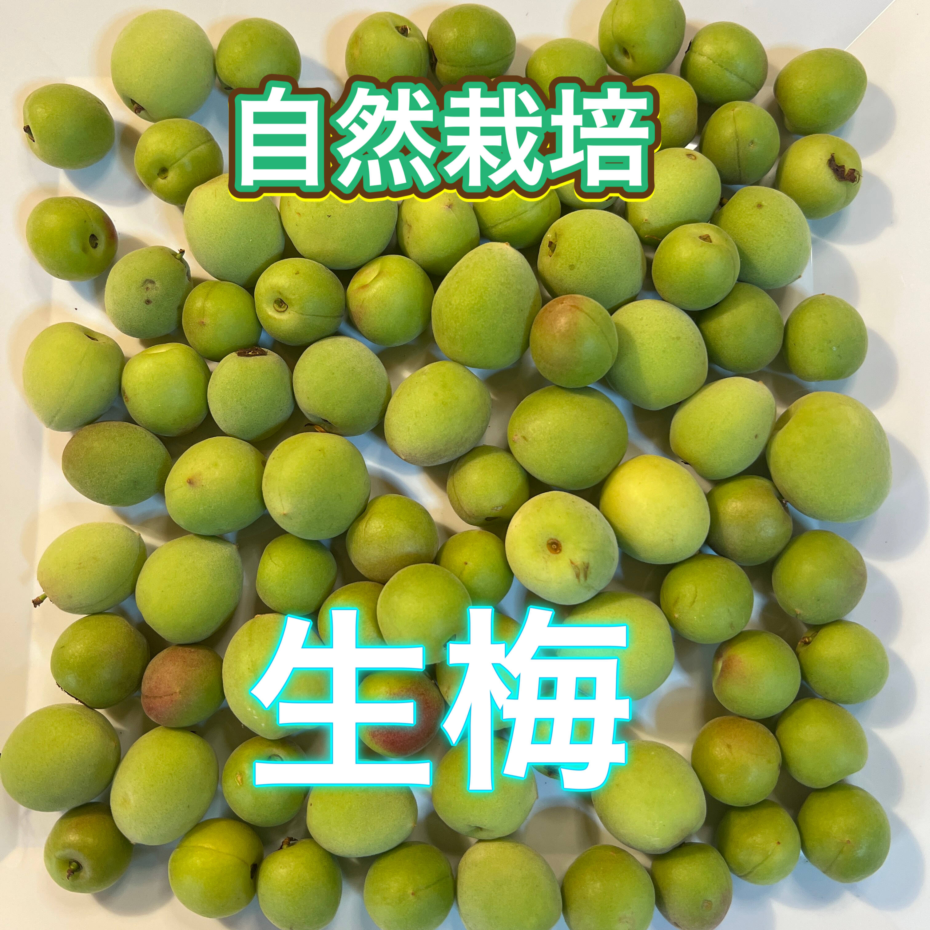 自然栽培 小梅 完熟 850g 小梅は全国的に残りわずか 急いで