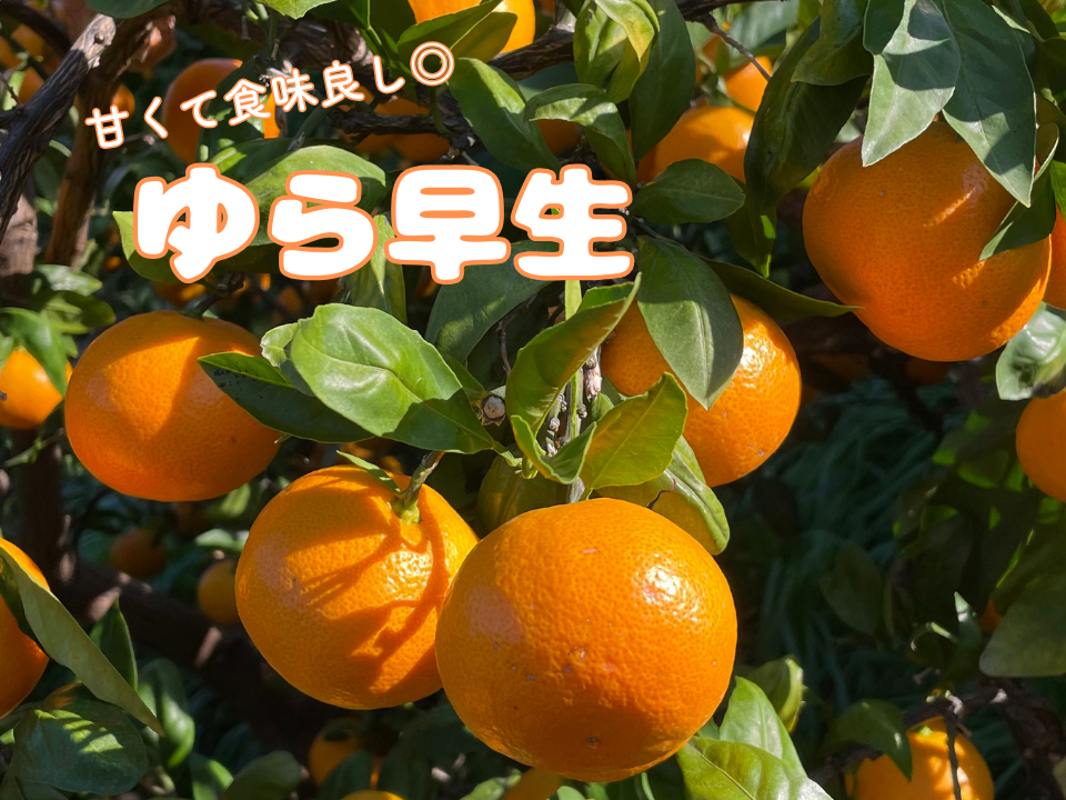 超ジューシー！ゆら早生 有田みかん 3kg 家庭用：和歌山県産のみかん