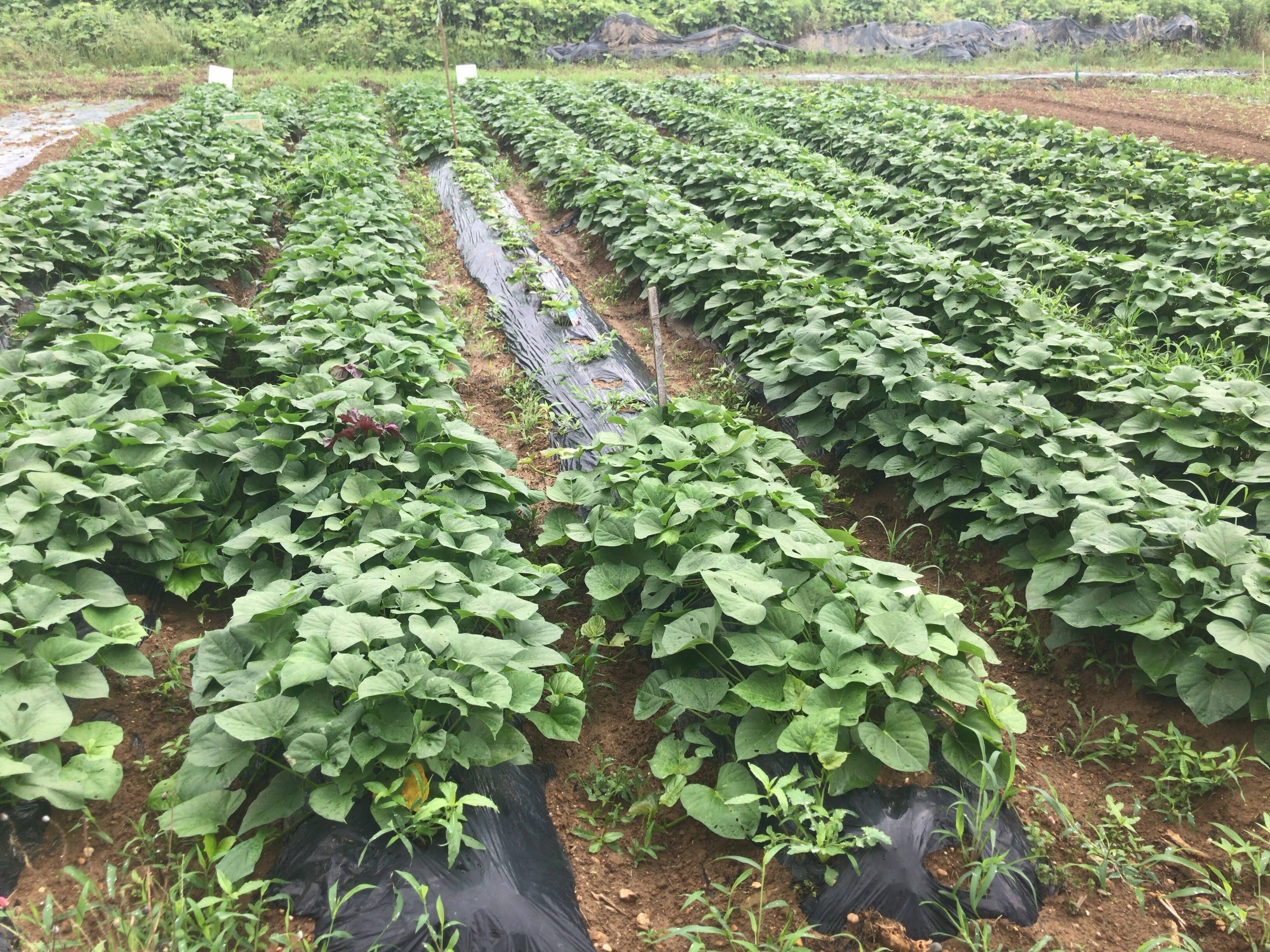 ないとう農園の紹介 静岡県 食べチョク 農家 漁師の産直ネット通販 旬の食材を生産者直送