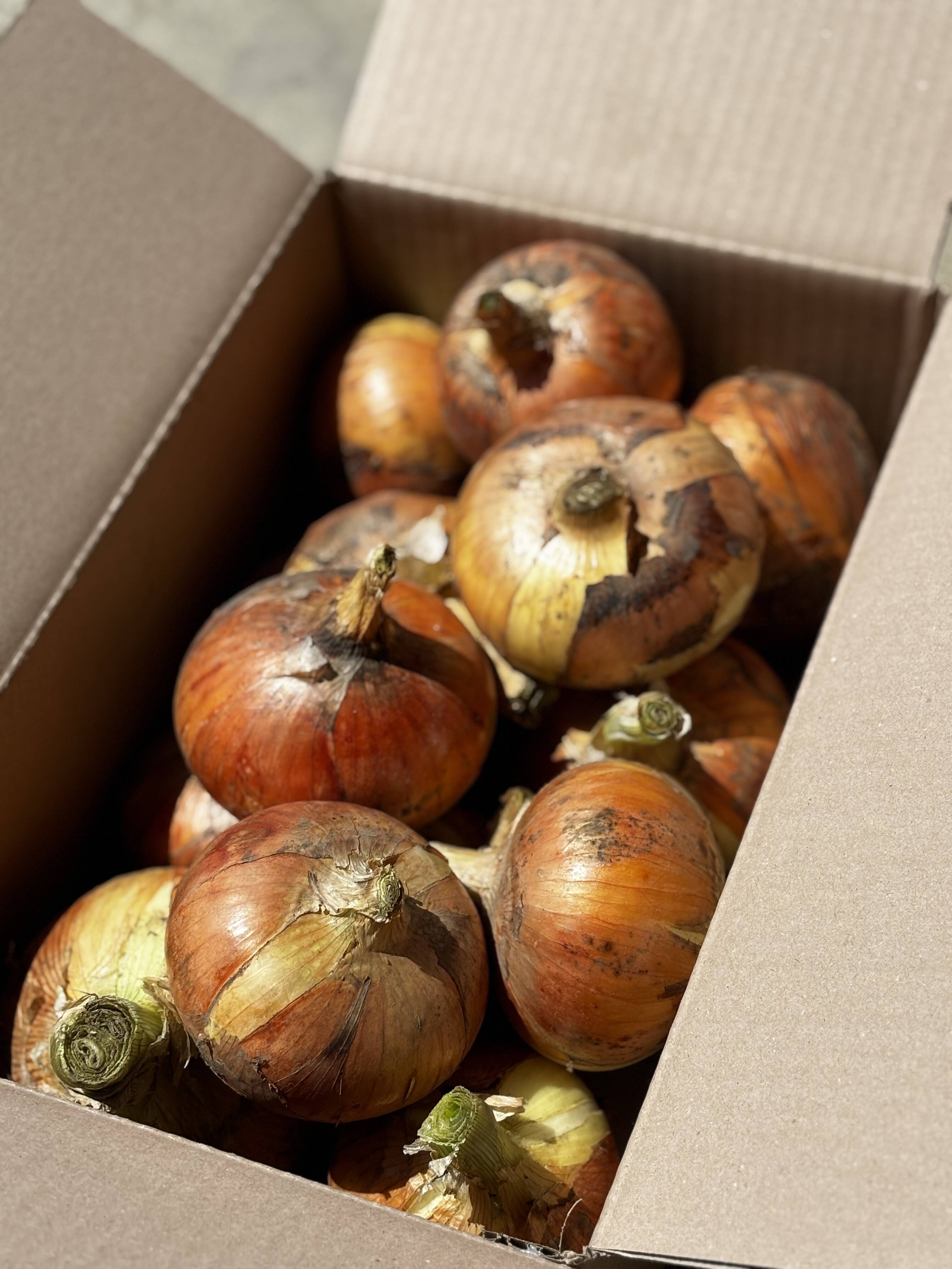 玉ねぎ 🉐【自然栽培】特大玉ねぎ6kg：徳島県産の野菜｜食べチョク｜産地直送