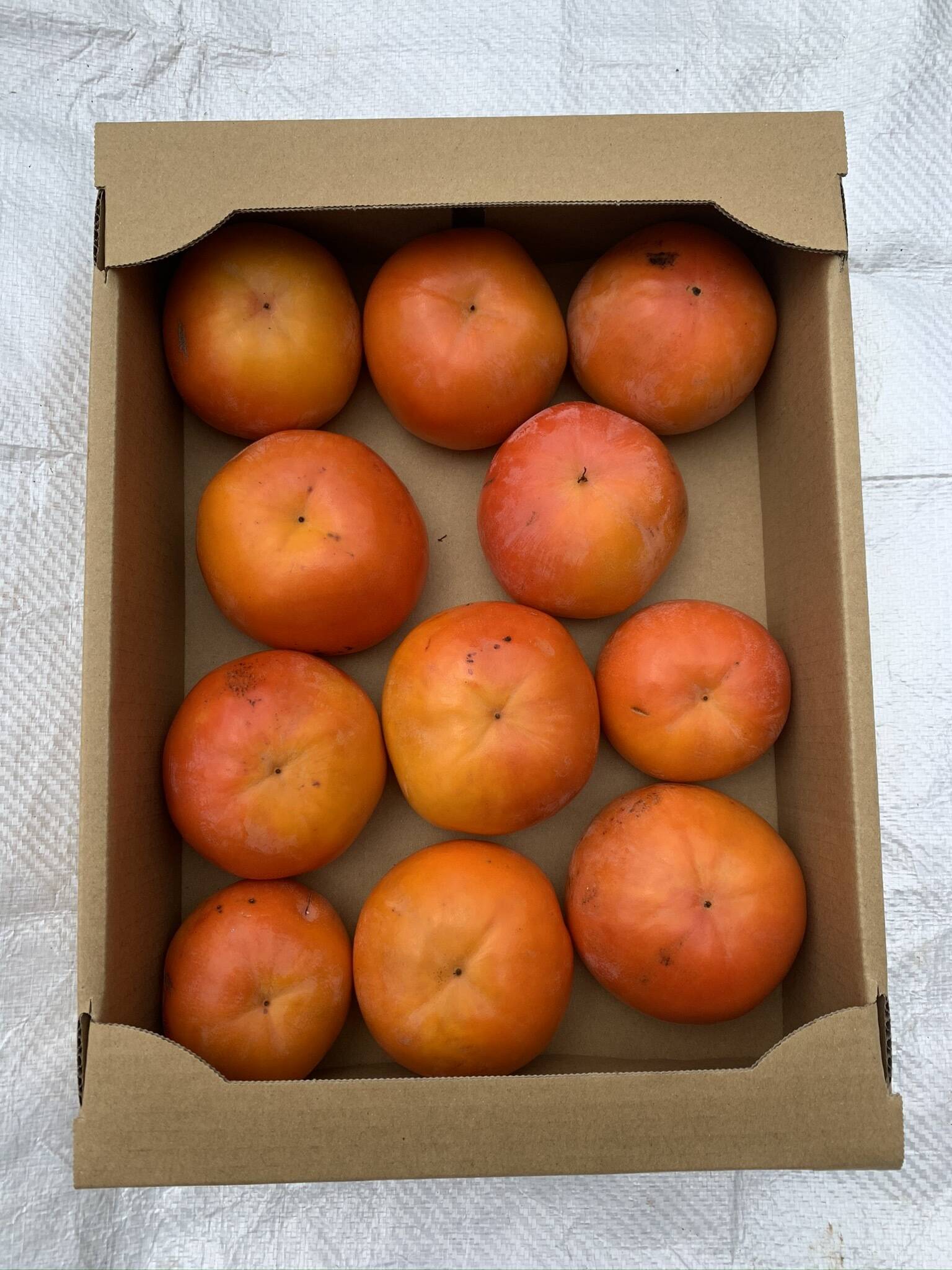 あま～い和歌山晩秋の味 富有柿 家庭用 80サイズ（小箱） 10~15個入り