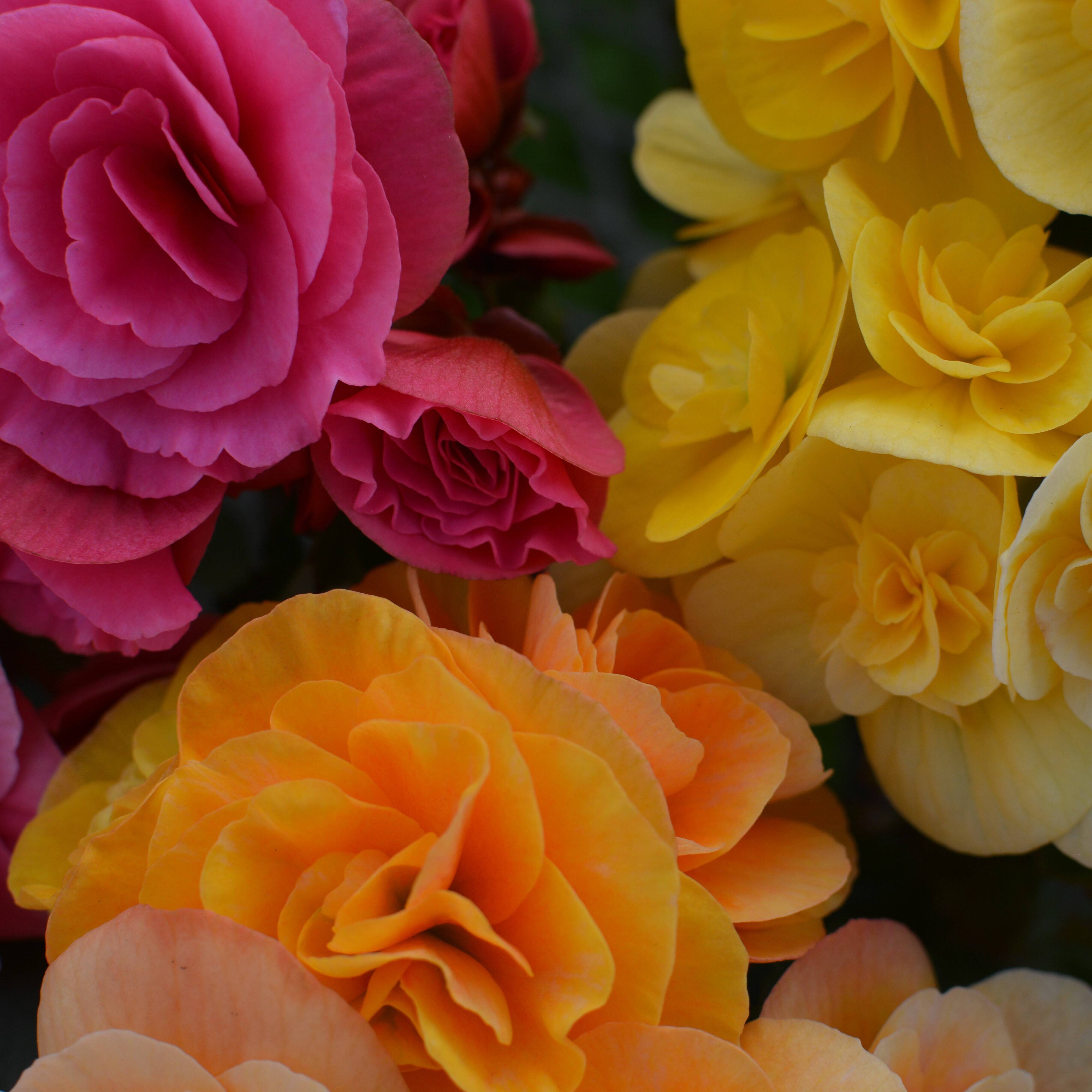 贈答用】可愛らしい3色のベゴニアが入った人気商品です。エラチオール