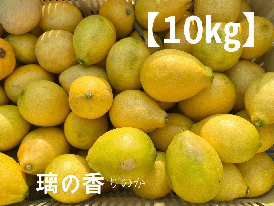 璃の香 訳なし！国産レモン 瀬戸内産 10㎏：愛媛県産のみかん・柑橘類｜食べチョク｜産地直送(産直)お取り寄せ通販 - 農家・漁師から旬の食材を直送