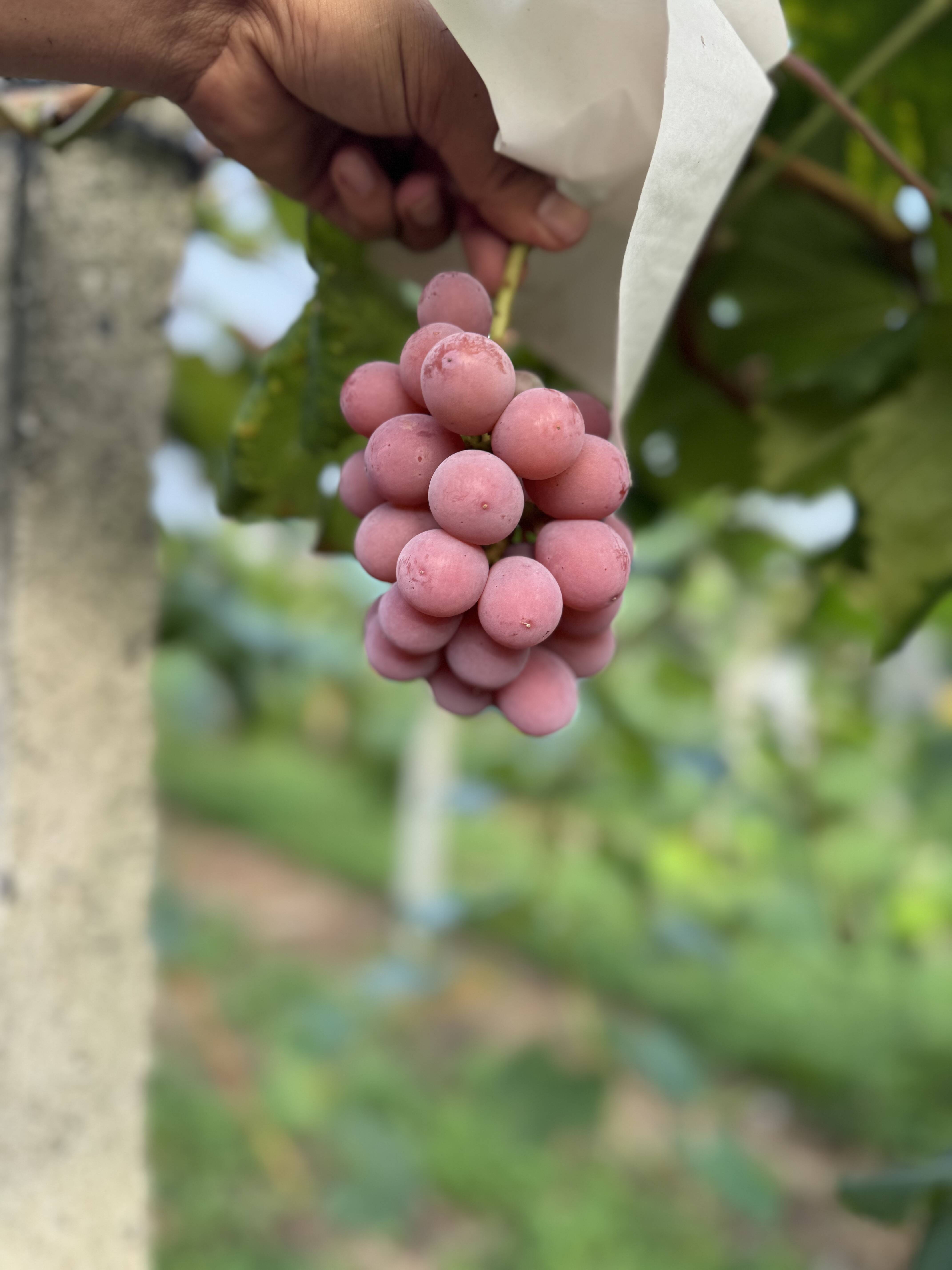 甘ーいピンクのブドウ クイーンニーナ1kg：愛媛県産のクイーンニーナ