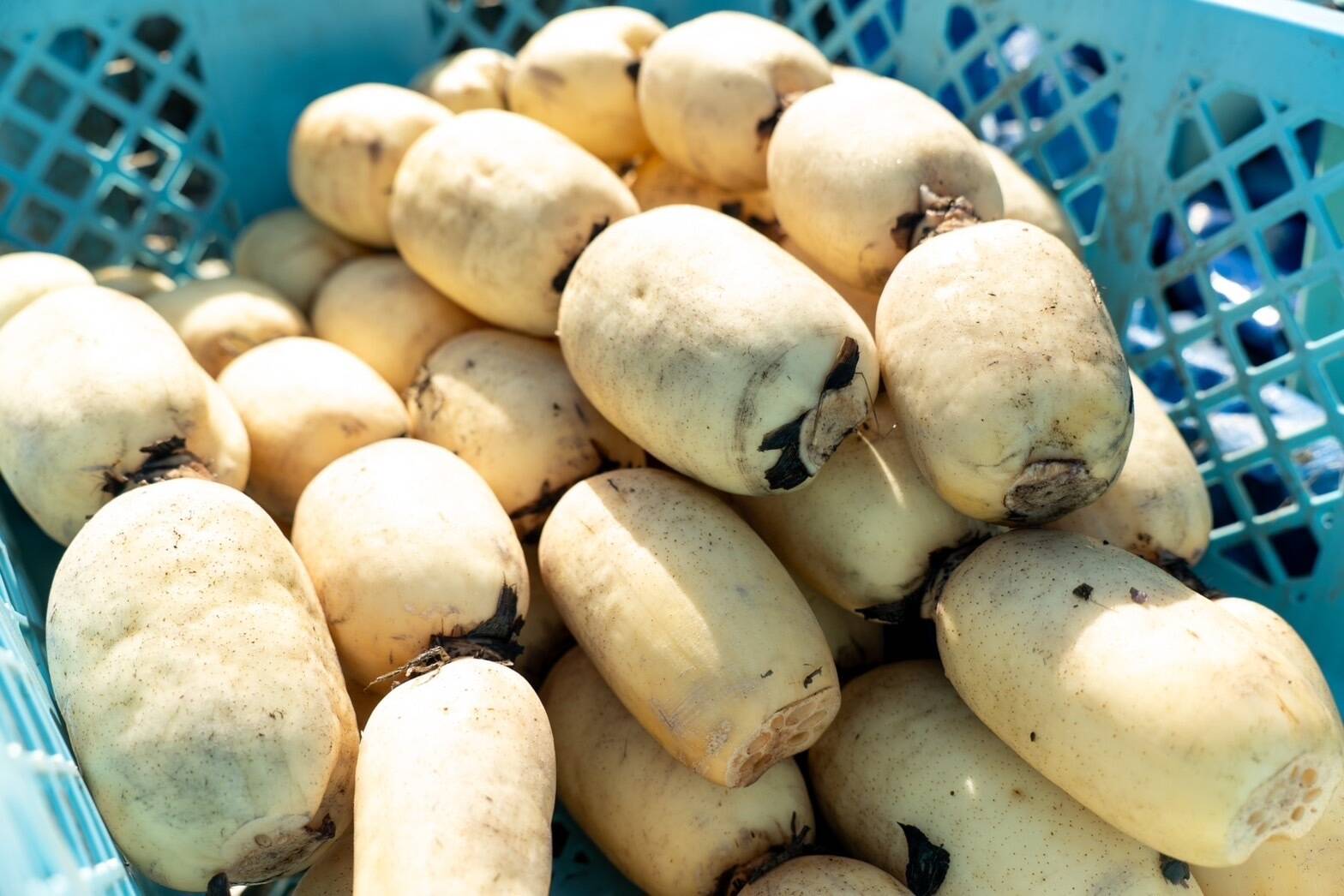 掘りたてのレンコンを食べきりサイズで！（１キロ）：茨城県産の野菜｜食べチョク｜産地直送(産直)お取り寄せ通販 - 農家・漁師から旬の食材を直送