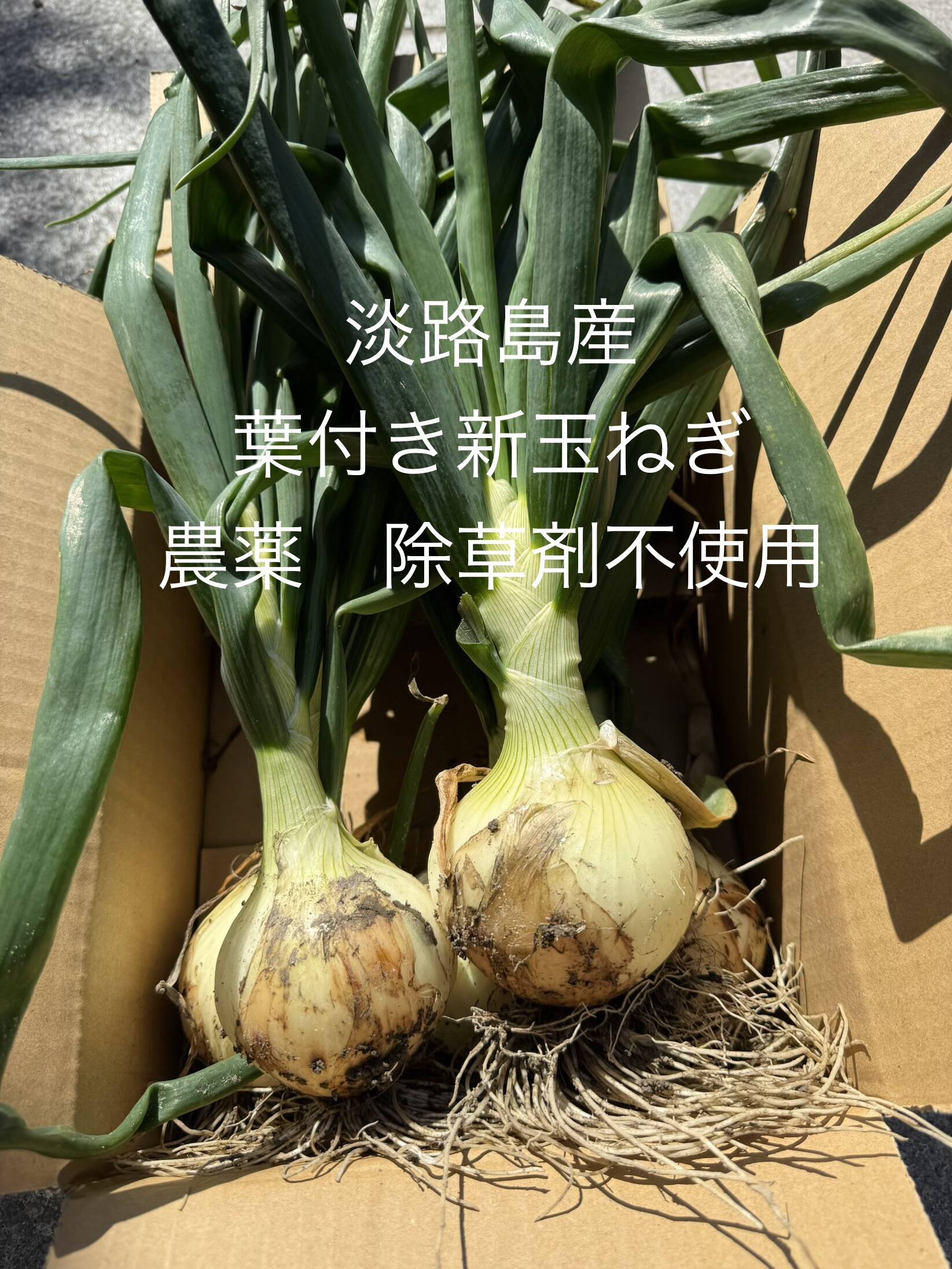美和子様専用 淡路島産 新玉ねぎ20kg 農家直送 栽培期間中農薬除草剤不