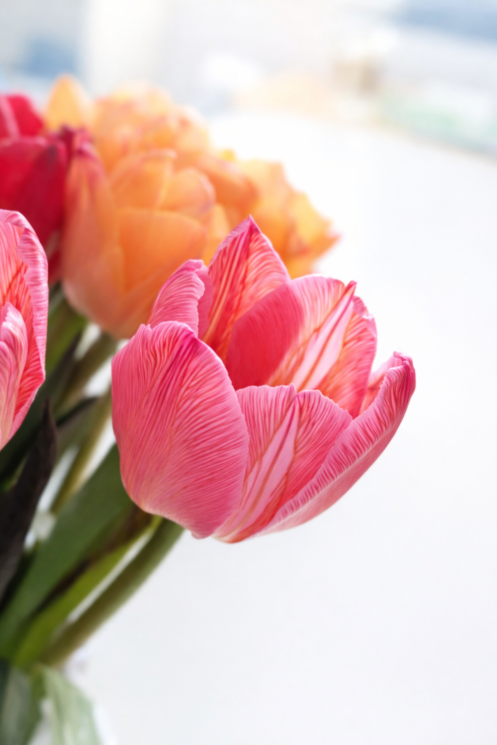 フラワーバレンタイン！ チョコレートチューリップ （染チューリップ