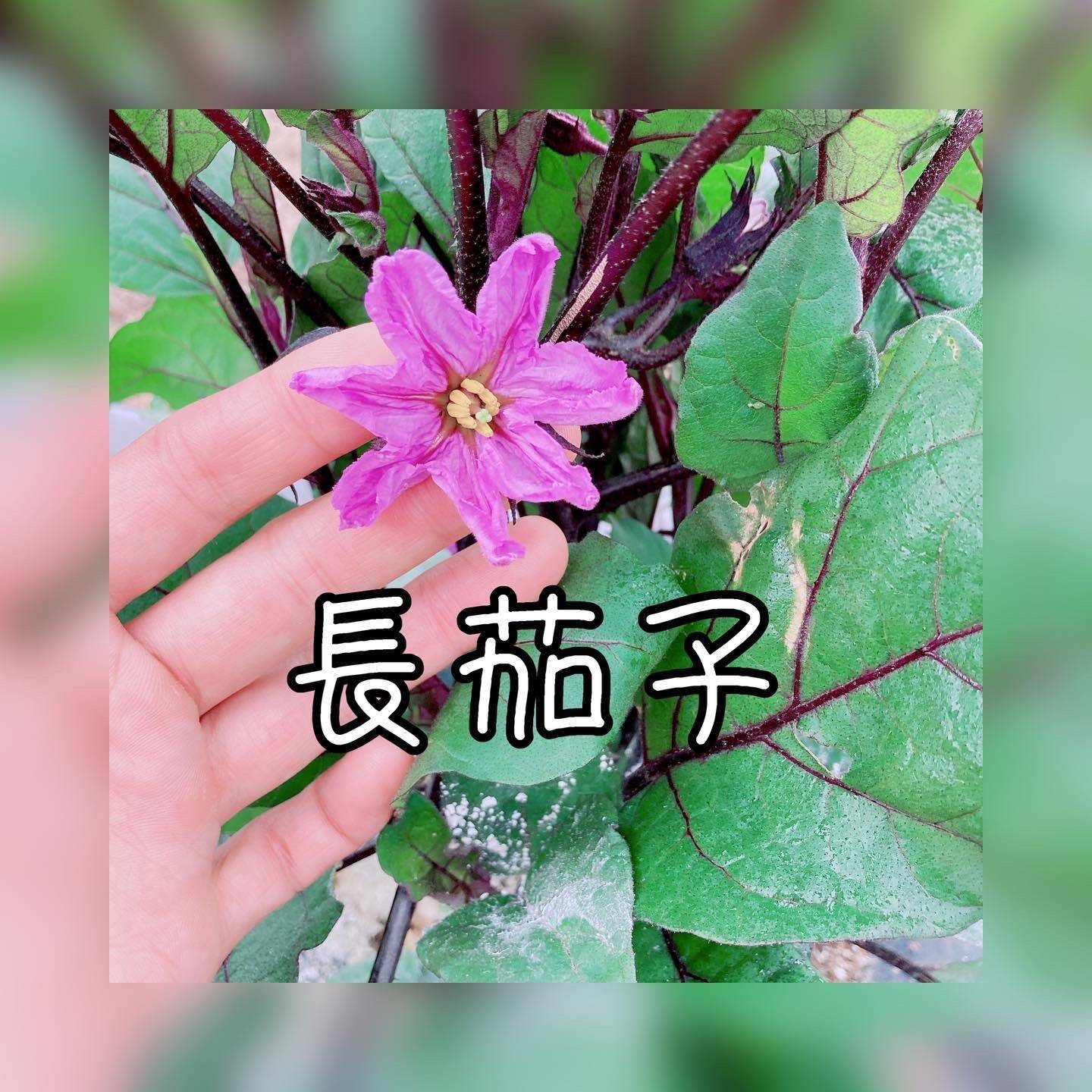 茄子の花 食べチョク 産地直送 産直 お取り寄せ通販 農家 漁師から旬の食材を直送