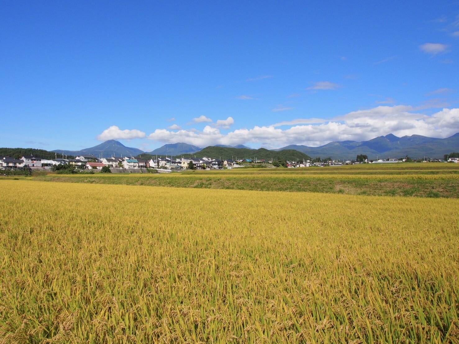 新米長野県産　特別栽培米　はざ掛けミルキークイーン　玄米10Ｋｇ（精米サービス） Amazon.co.jp: 野沢農産【玄米】令和6年産 長野県北信産 特別