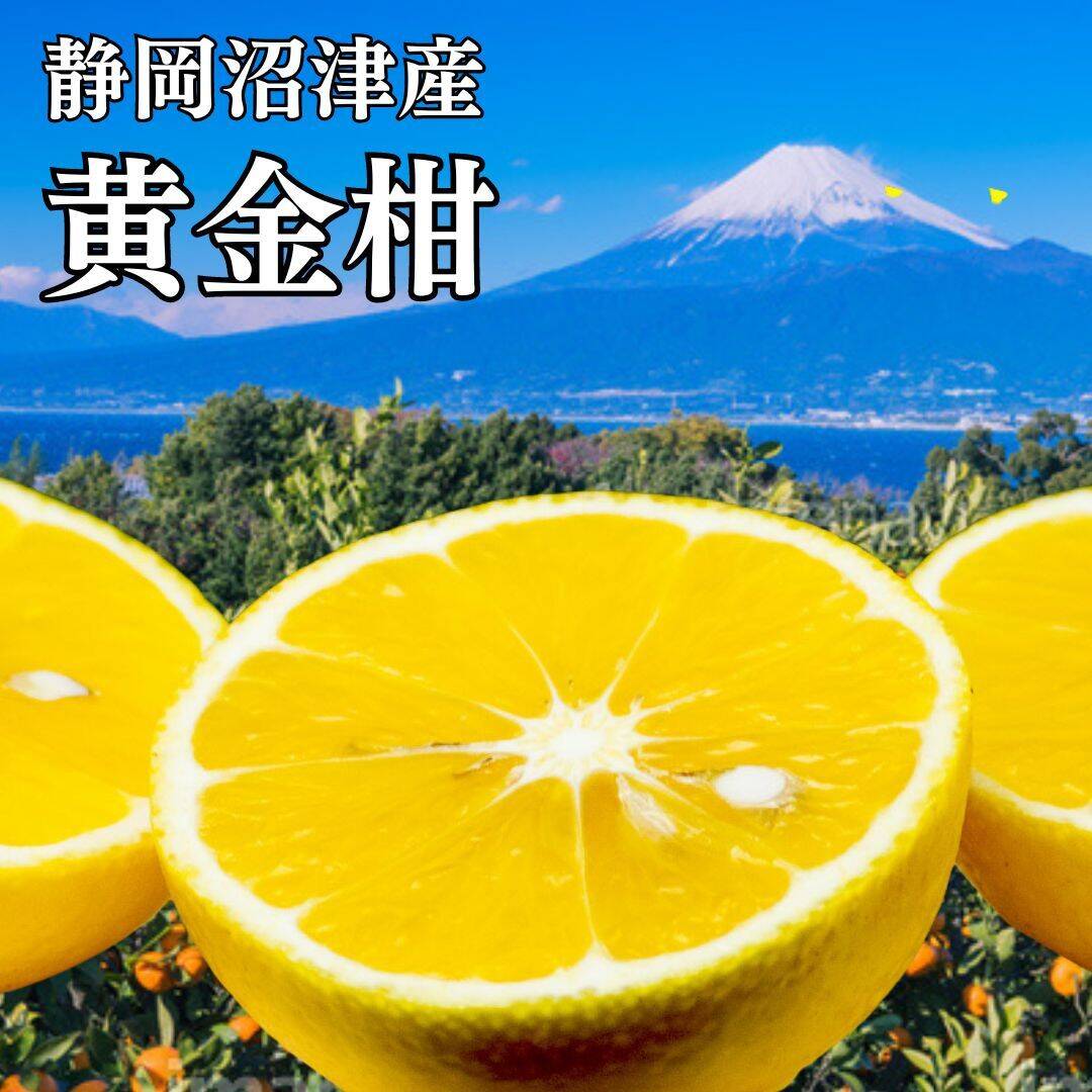 黄金柑 訳あり【 黄金柑 約2.5キロ箱込み】ゴールデンオレンジ おうご