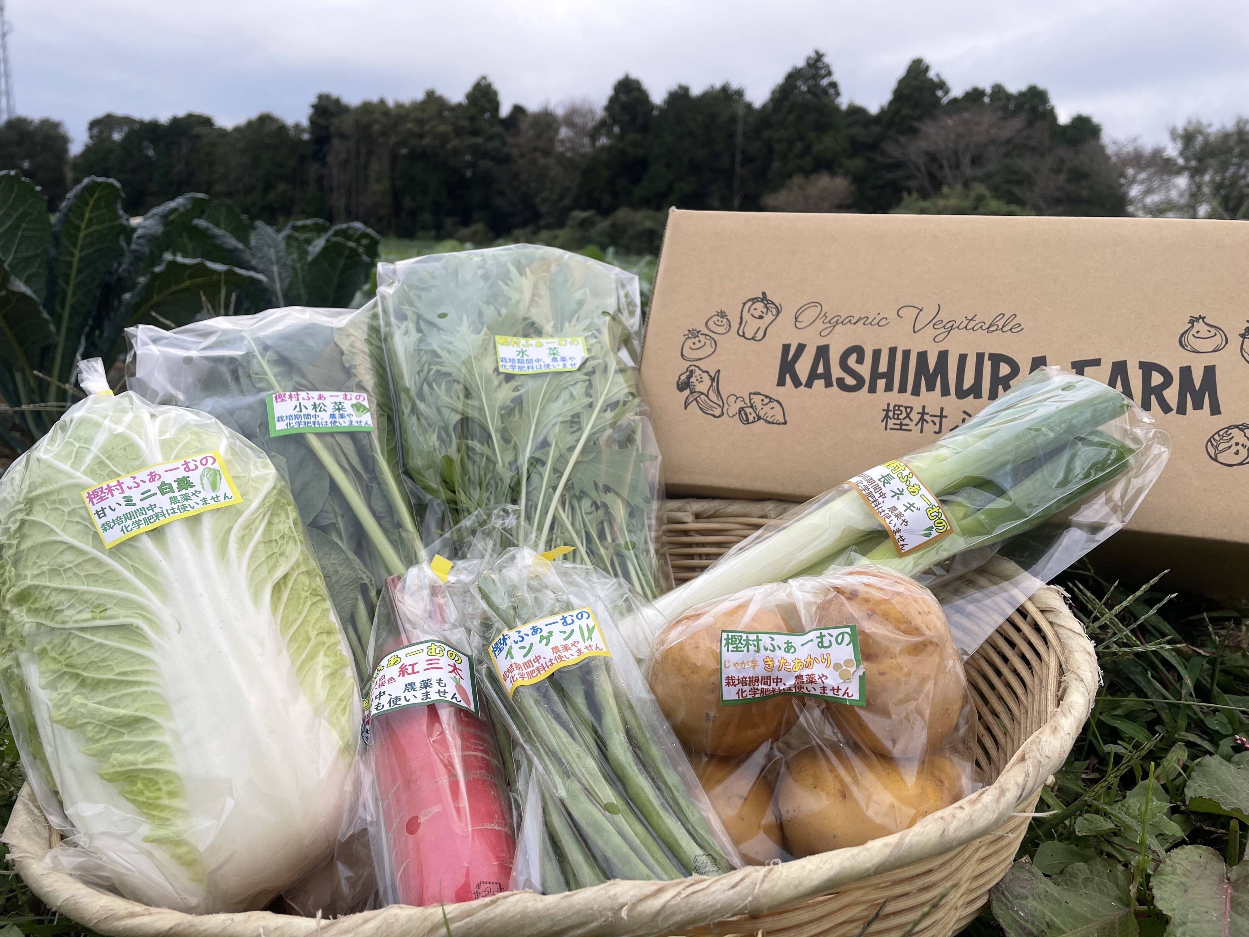 栽培期間中農薬 化学肥料不使用 樫村ふぁーむの旬の野菜box Mサイズ6 8品目 茨城県産 食べチョク 農家 漁師の産直ネット通販 旬の食材を生産者直送