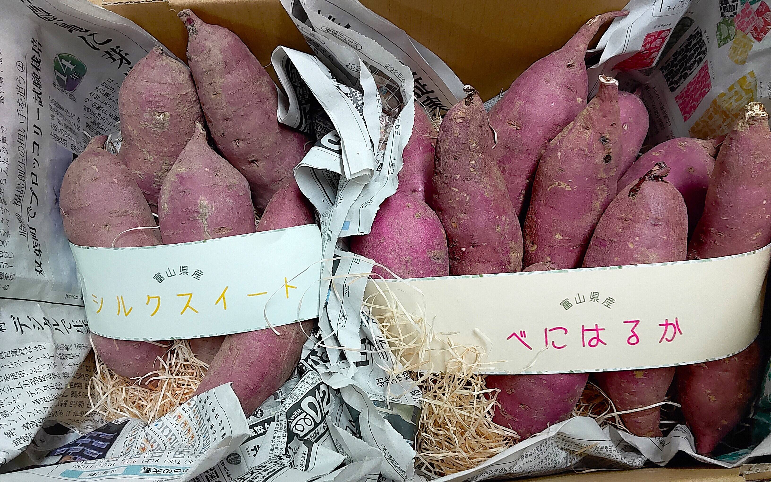 ねっとり濃厚な甘さ＆なめらかで上品な甘さ】富山県産 さつまいも