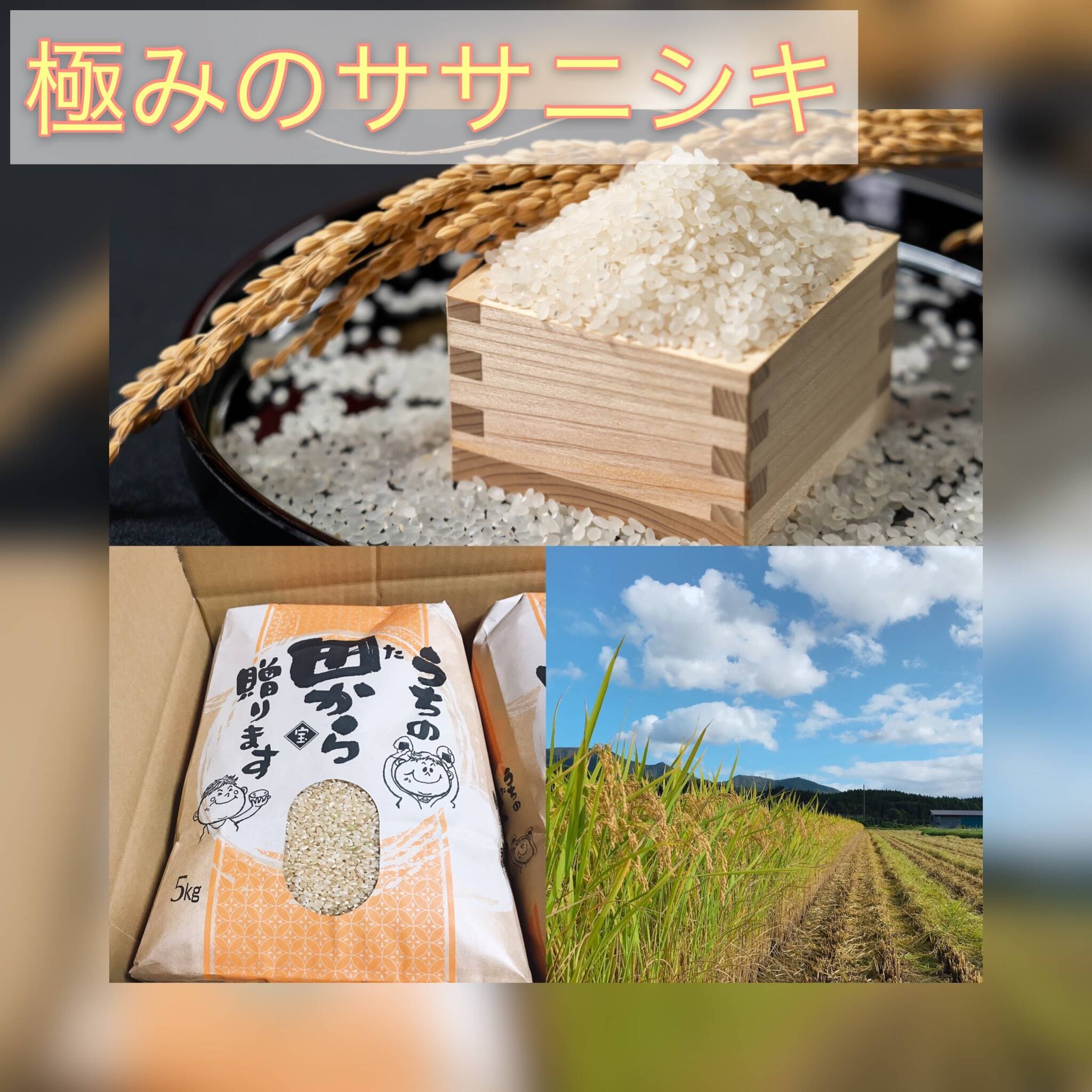 令和5年新米 自然栽培米 ササニシキ精米10kg 農薬不使用・肥料不