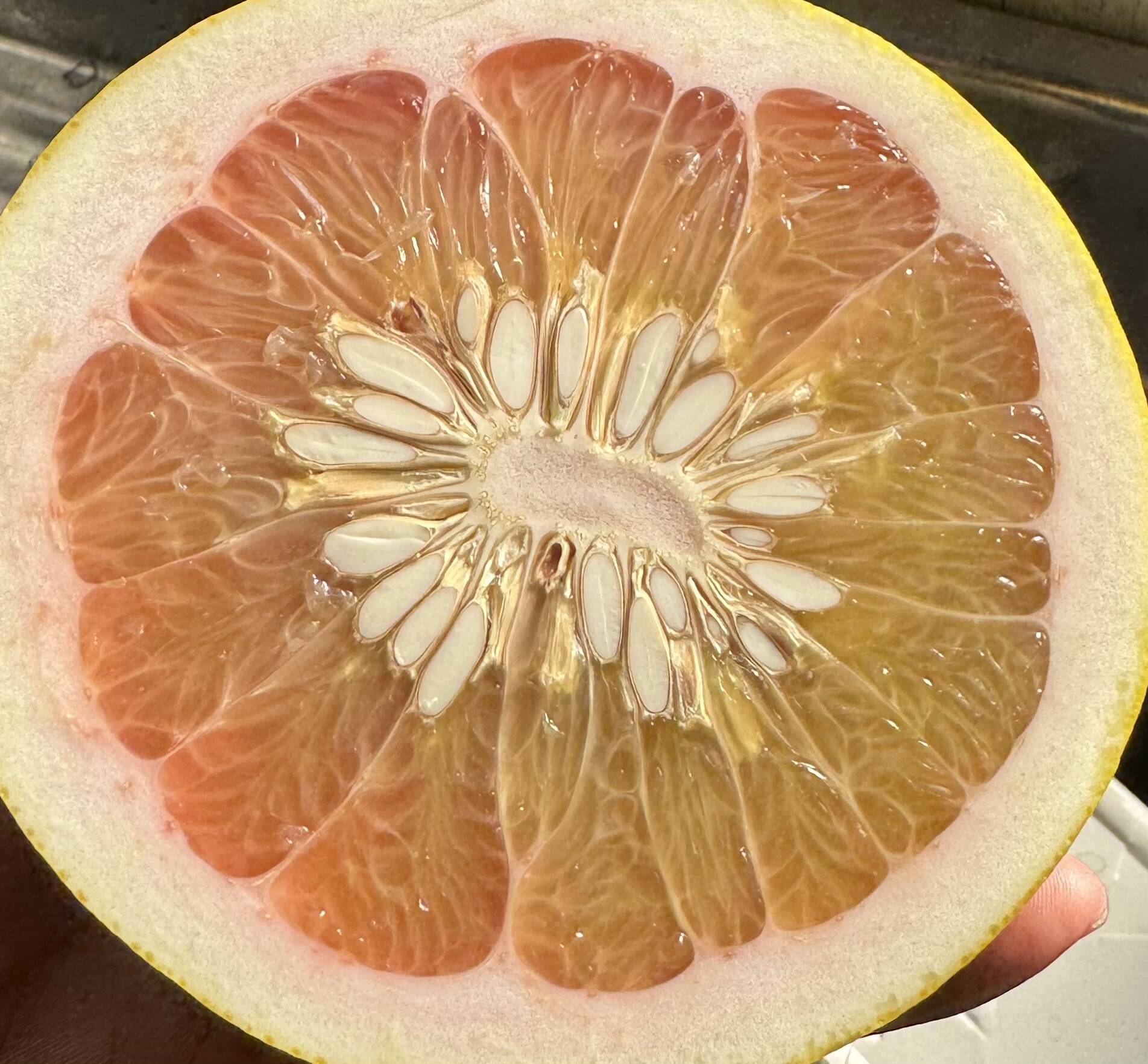 チャンドラポメロ：広島県産のポメロ｜食べチョク｜産地直送(産直)お