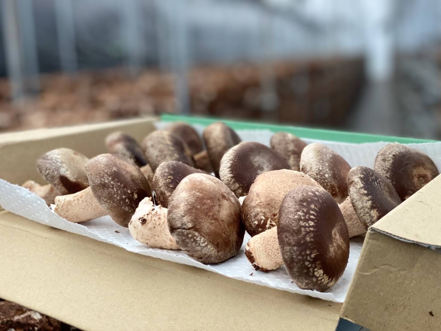 しいたけページ square_八色しいたけ1.jpeg