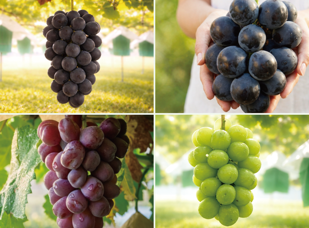贈答用】秀品ぶどう4種セット、各1房｜FUJIKAWA GRAPES｜ぶどう王国