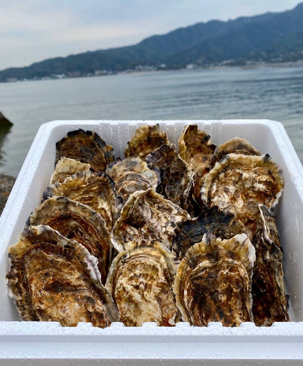 加熱用）宮島が育んだ生牡蠣殻付き（15個入り）：広島県産の牡蠣｜食べ